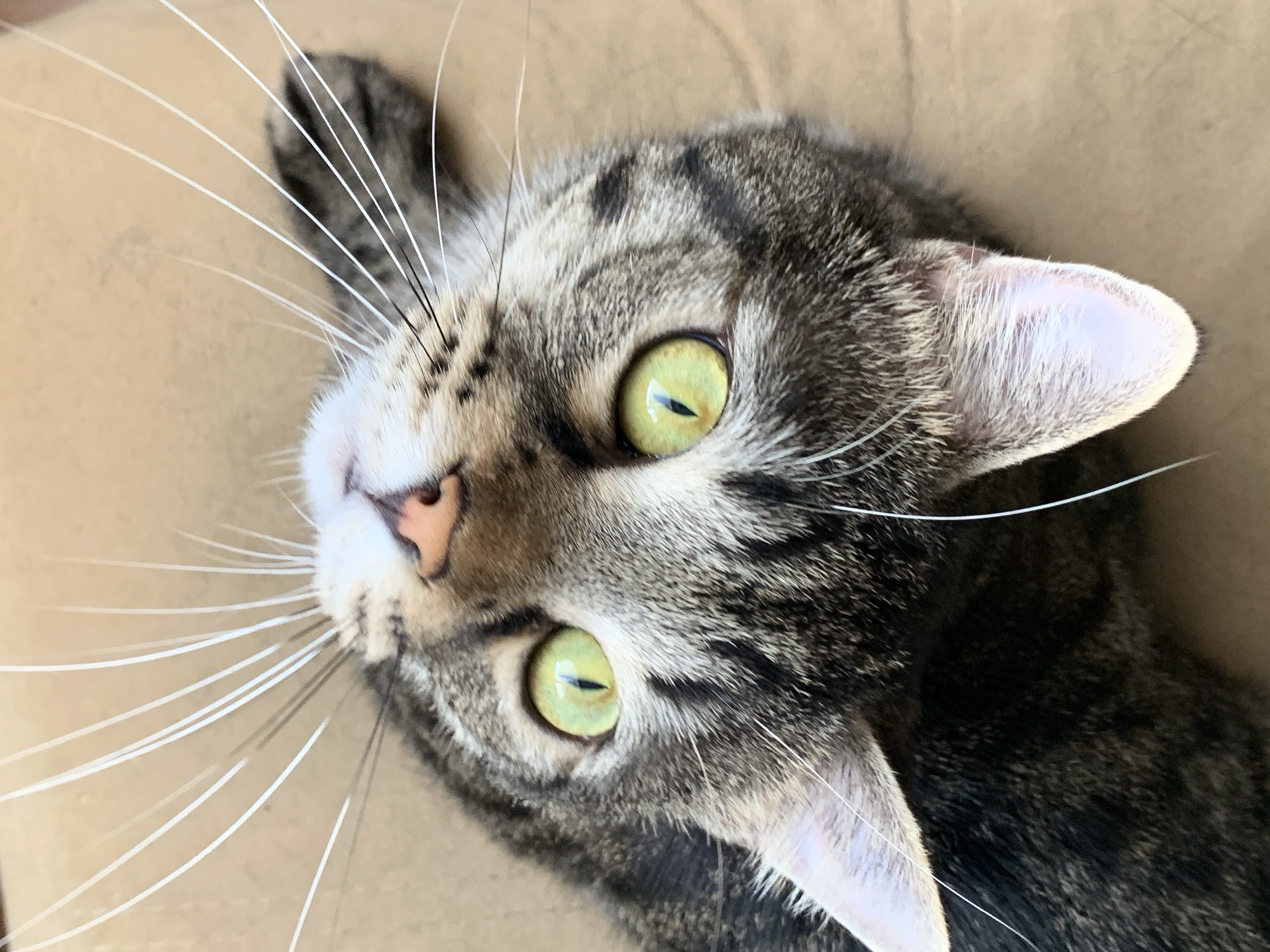 The image shows a close-up, upside-down view of a tabby cat's face. The cat has bright green eyes, a pink nose, and prominent white whiskers. The background is a neutral, tan color, possibly a cardboard surface. There is no indication of the city of Stavropol, Russia, or any other specific location. The scene is static and focuses solely on the cat's features.