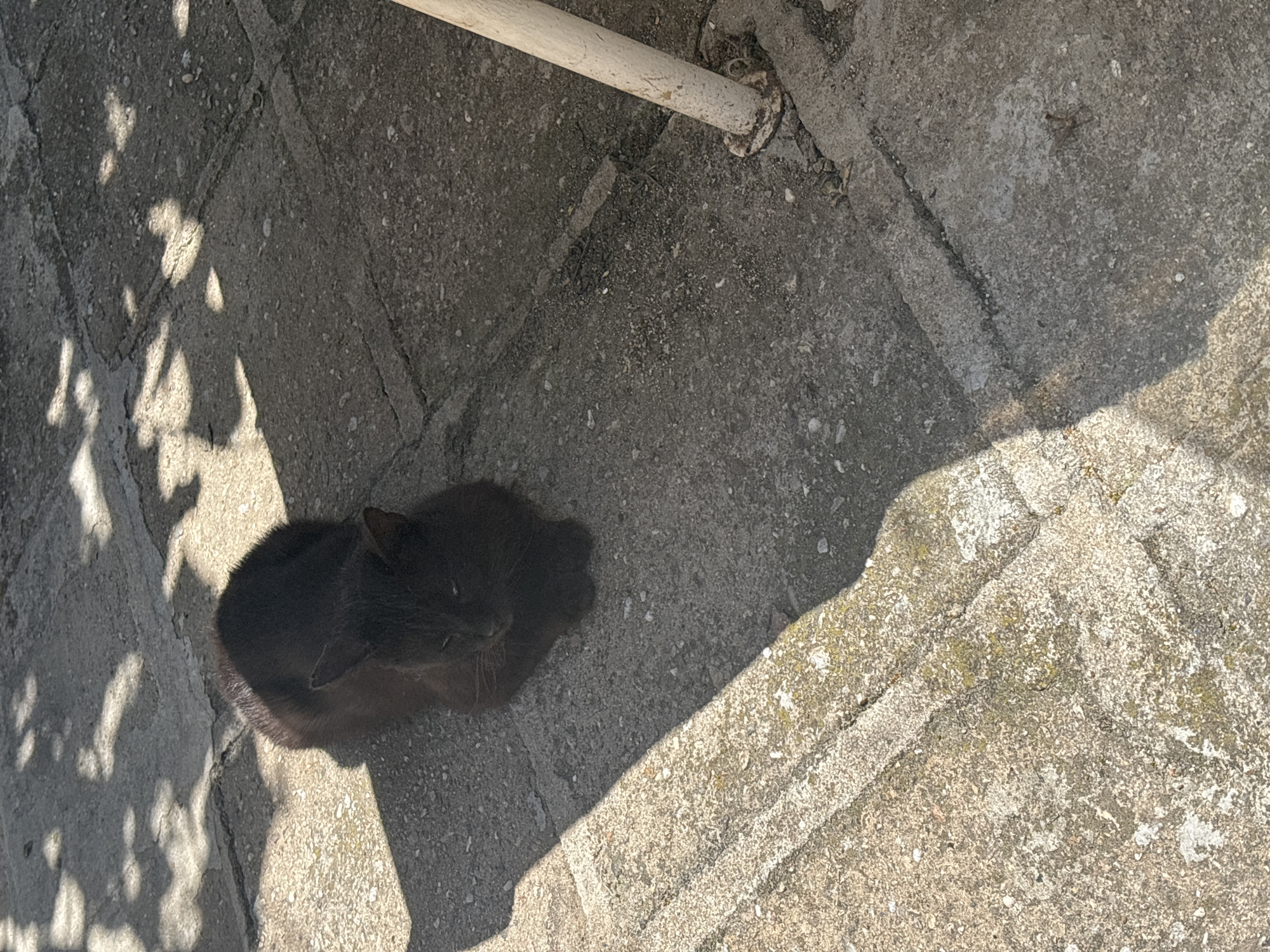 A black cat is curled up in the shade cast by foliage on a gray concrete surface. A white pipe runs along the top of the frame. The location is Novo Zhelezare, Bulgaria.