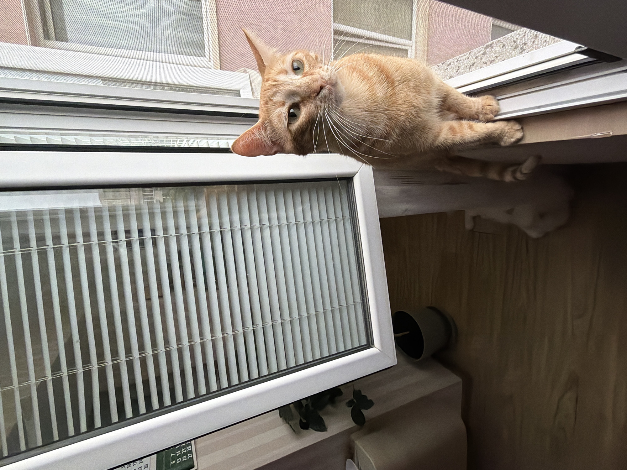 An orange tabby cat is depicted lying playfully on a wooden ledge situated above a modern white window. The cat's head is tilted, and it gazes directly at the camera with an alert and curious expression, showcasing its prominent white whiskers and green eyes. Its front paws extend over the edge of the ledge, while its body is draped backward. Partially visible beneath the wooden ledge are the hind legs and striped tail of a lighter-colored cat, possibly white, suggesting it is resting or hiding.
The window features a white UPVC frame with venetian blinds integrated between the glass panes. Through the window, parts of an exterior building with light-colored siding or brickwork and another window with a mesh screen are visible. Below the main window, on a wooden surface, a dark cylindrical object, possibly a speaker or part of a window mechanism, is present alongside some green plant foliage. A portion of a calendar or similar item is visible at the bottom left of the window frame, displaying numbers such as "13," "14," "20," "21," "27," and "28." The scene is set indoors during daytime, with ample natural light coming from outside. The location is Varna, Bulgaria.