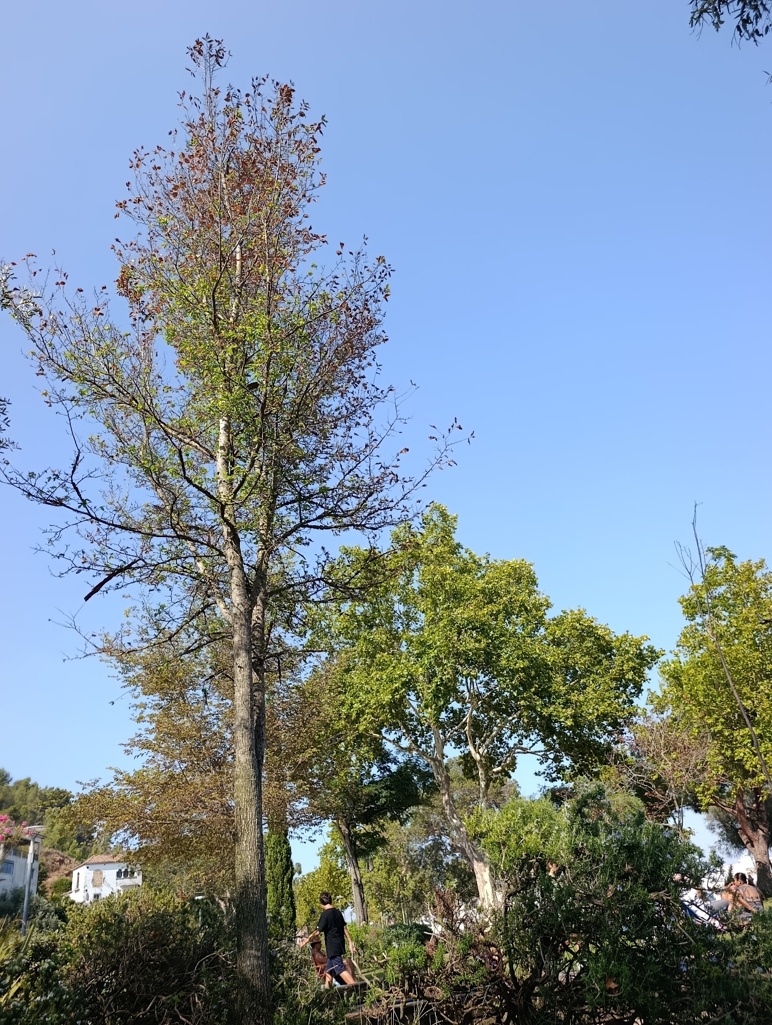 The image depicts a sunny outdoor scene with lush greenery and a clear blue sky, possibly taken in Setúbal, Portugal. In the foreground, a tall tree with thinning brown and green leaves dominates the frame, its trunk textured and substantial. To the right of this tree, another tree with vibrant green foliage is visible. Towards the bottom right of the image, a person wearing a black t-shirt and blue shorts is partially visible, facing away from the camera and appearing to be walking. Further in the background, there are glimpses of buildings, including one with white walls and a red-tiled roof, nestled on a hillside amongst trees. The overall impression is of a natural landscape within or near an urban environment.