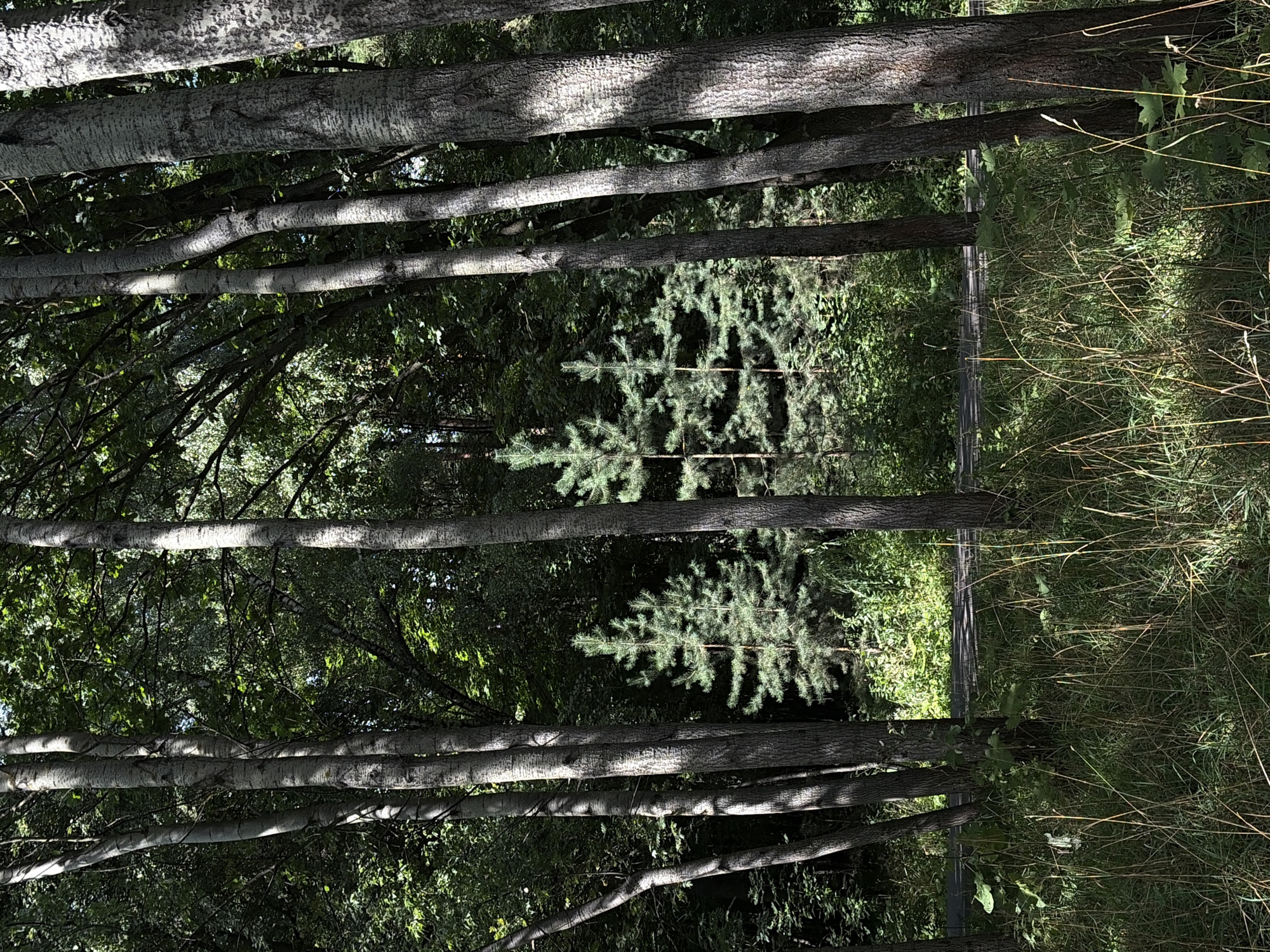 The image depicts a serene forest scene with a paved path running through it. Several tall trees, some with light-colored bark, dominate the foreground, casting dappled shadows on the ground. In the background, younger pine trees are visible, interspersed with dense foliage. The lighting suggests it is daytime, with sunlight filtering through the canopy. The image was taken in a park in Khimki, Russia. There are no people or animals present in the scene. The environment appears natural and well-maintained.