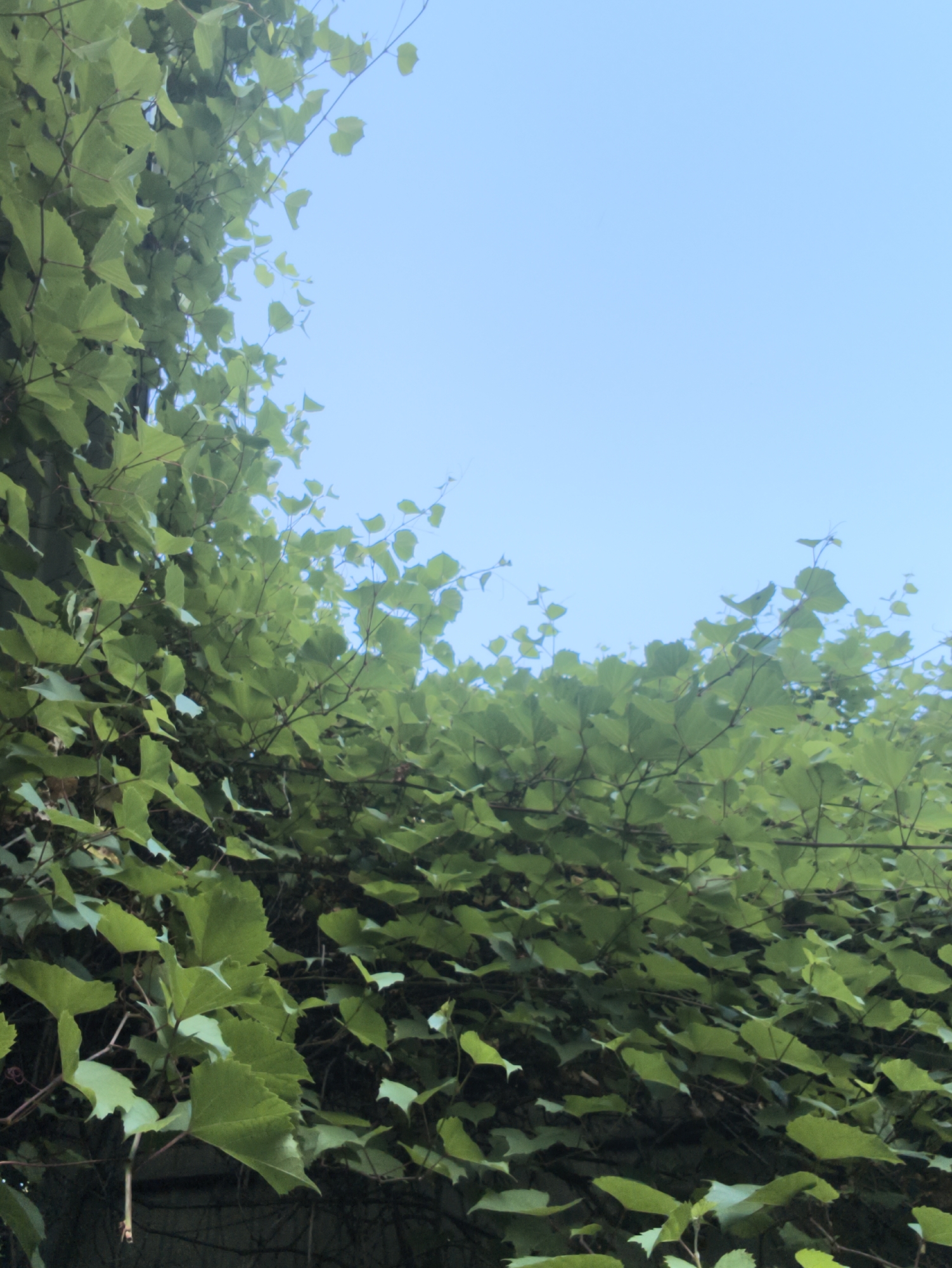 This is a close-up, low-angle shot of vibrant green ivy leaves against a clear, pale blue sky. The ivy dominates the frame, with its dense foliage creating a textured canopy that curves across the top and right side of the image. The leaves are lush and healthy, with visible veins and stems, suggesting a warm season. The bright sky, devoid of clouds, indicates fair weather and likely daytime, possibly late morning or early afternoon given the light.
The scene appears to be outdoors, with the ivy possibly growing on a wall or structure, hinted at by the dark, shadowy area at the bottom of the frame. The perspective suggests the viewer is looking up into the ivy and sky, perhaps standing at the base of a building or garden feature. The overall mood is natural and serene, with the vibrant greenery and open sky evoking a sense of peace and growth. There are no people or specific objects visible, focusing solely on the organic beauty of the plant life and the sky. The location context of Chișinău, Moldova, places this scene within a specific geographical setting, though no overt visual cues directly pinpoint this location within the image itself. There is no visible text in the media file.