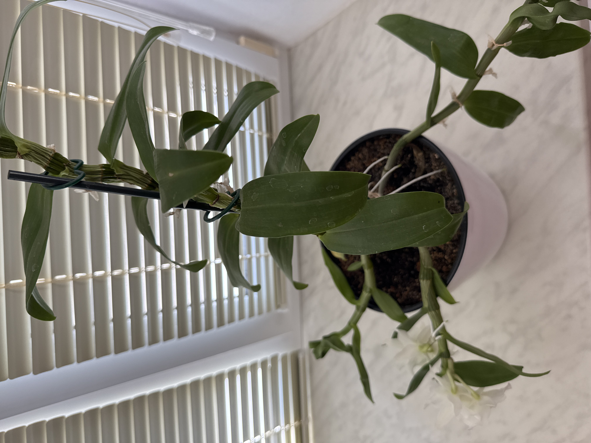 The image shows a potted orchid plant with white flowers and green leaves, resting on a white countertop. The plant is in a pink pot and is supported by a black stake. In the background, a window with white horizontal blinds is visible. The overall setting suggests an indoor environment, likely a home, in Găvănoasa, Moldova. There are no people or actions depicted in the image.