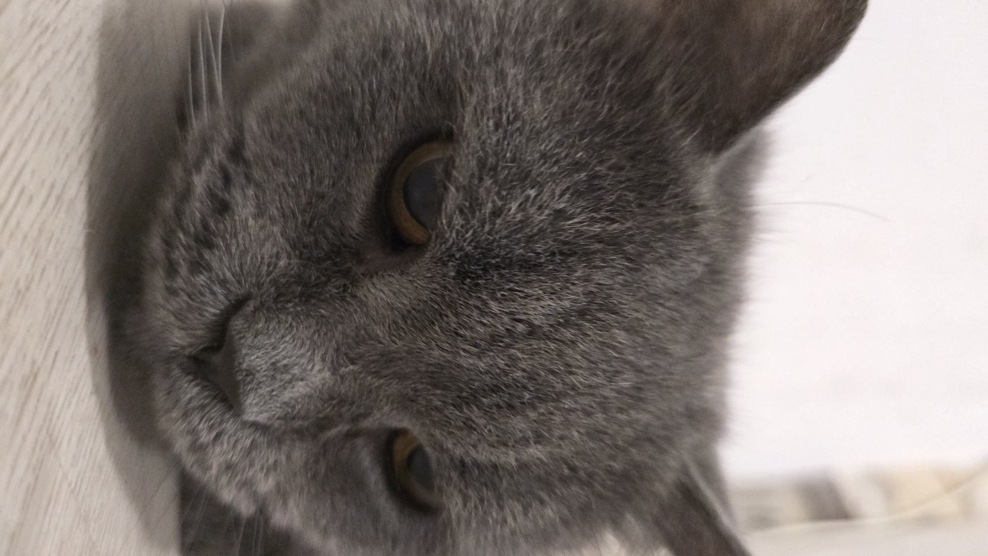 A close-up, head-on shot captures the face of a grey cat lying down. The cat's eyes are partially closed, with yellow irises visible. Its fur appears soft and dense. The background is a plain, light color, possibly a wall. The cat is positioned on a light-colored, wooden surface, likely a floor or table. The image does not contain any identifiable landmarks or elements that would place it in Krasnodar, Russia.