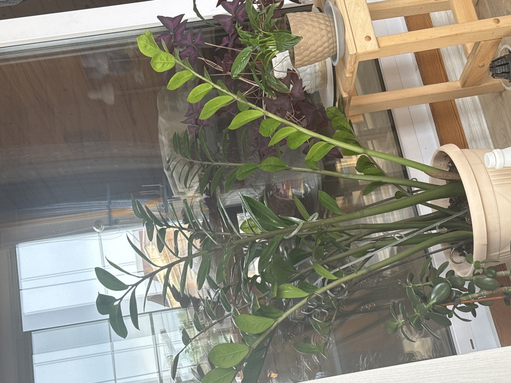The image shows a collection of houseplants situated on a window sill. There is a Zamioculcas zamiifolia plant, identifiable by its glossy, green, oval-shaped leaves arranged along thick stems. There is also a purple shamrock plant, whose purple leaves are visible along with another green plant. The Zamioculcas zamiifolia is potted in a light-beige, tall cylindrical pot, while the other plants are in smaller containers. The plants are situated indoors, next to a wooden plant stand. The image captures the plants in a well-lit indoor setting. The reflection on the window reveals a view of blinds.