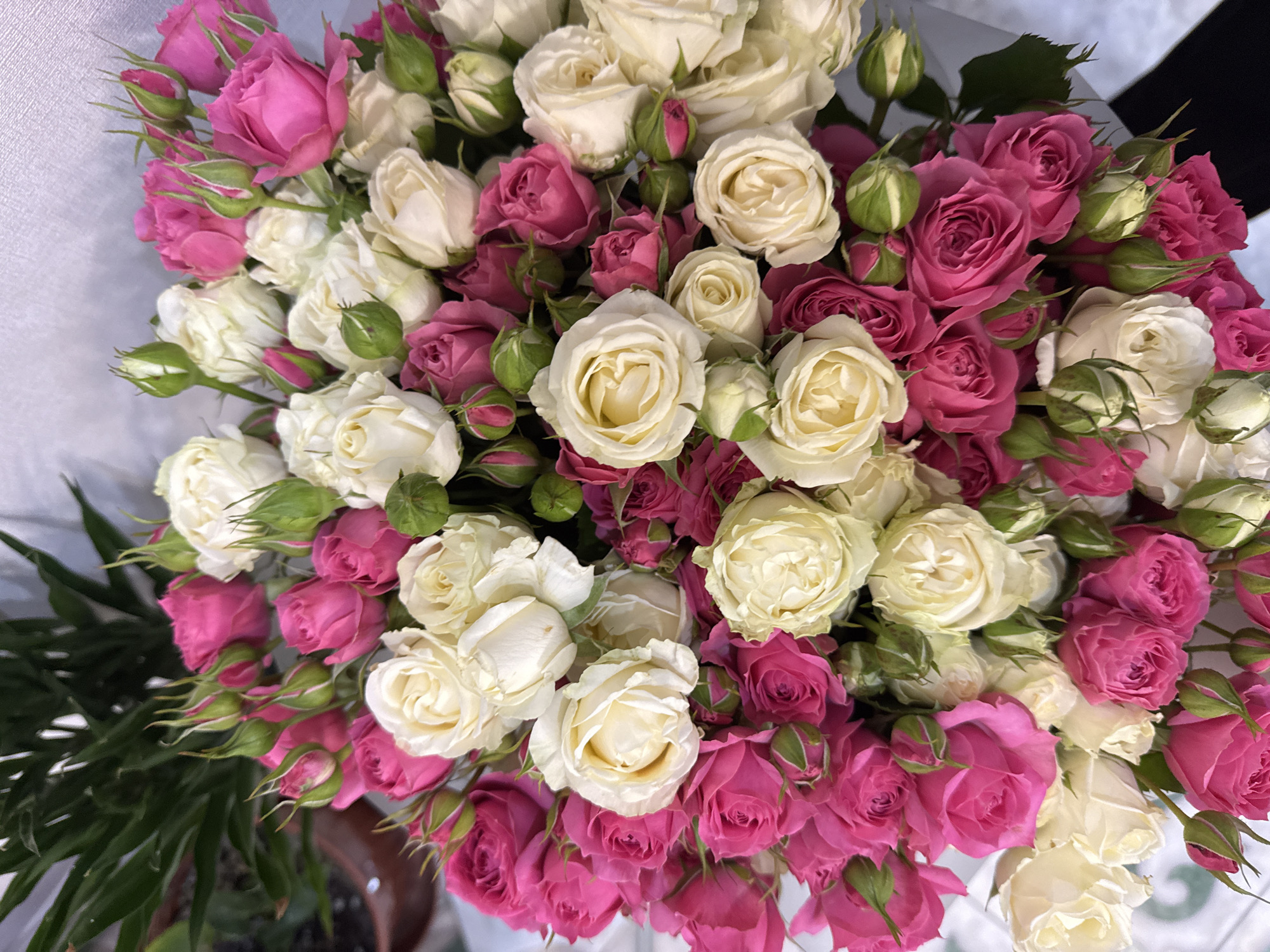 A vibrant bouquet of small, fresh roses is captured in a close-up, top-down perspective. The bouquet features an abundant mix of two primary colors: a bright, rich fuchsia pink and a creamy white, with some blooms displaying subtle pale yellow undertones at their centers. Many roses are fully open, showcasing their delicate petals, while numerous tightly closed buds, protected by green sepals, are scattered throughout the arrangement, indicating the flowers' freshness.
Interspersed among the blooms are various shades of green foliage and stems. On the bottom left, larger, darker green leaves are visible, suggesting either part of the bouquet's filler or another plant nearby. The background consists of a soft, light-colored material, likely white or light grey floral wrapping, which provides a gentle contrast to the colorful flowers. In some areas, particularly towards the upper right, glimpses of a darker, possibly black or very dark grey surface, are visible behind the bouquet. A hint of a brown object, possibly a pot or vase, can be seen on the lower left.
The image is a static portrayal of the floral arrangement, with no activity or event taking place. The lighting is soft and consistent, emphasizing the textures and hues of the roses. No text is visible within the image. The location context provided for this image is Kazan, Russia.