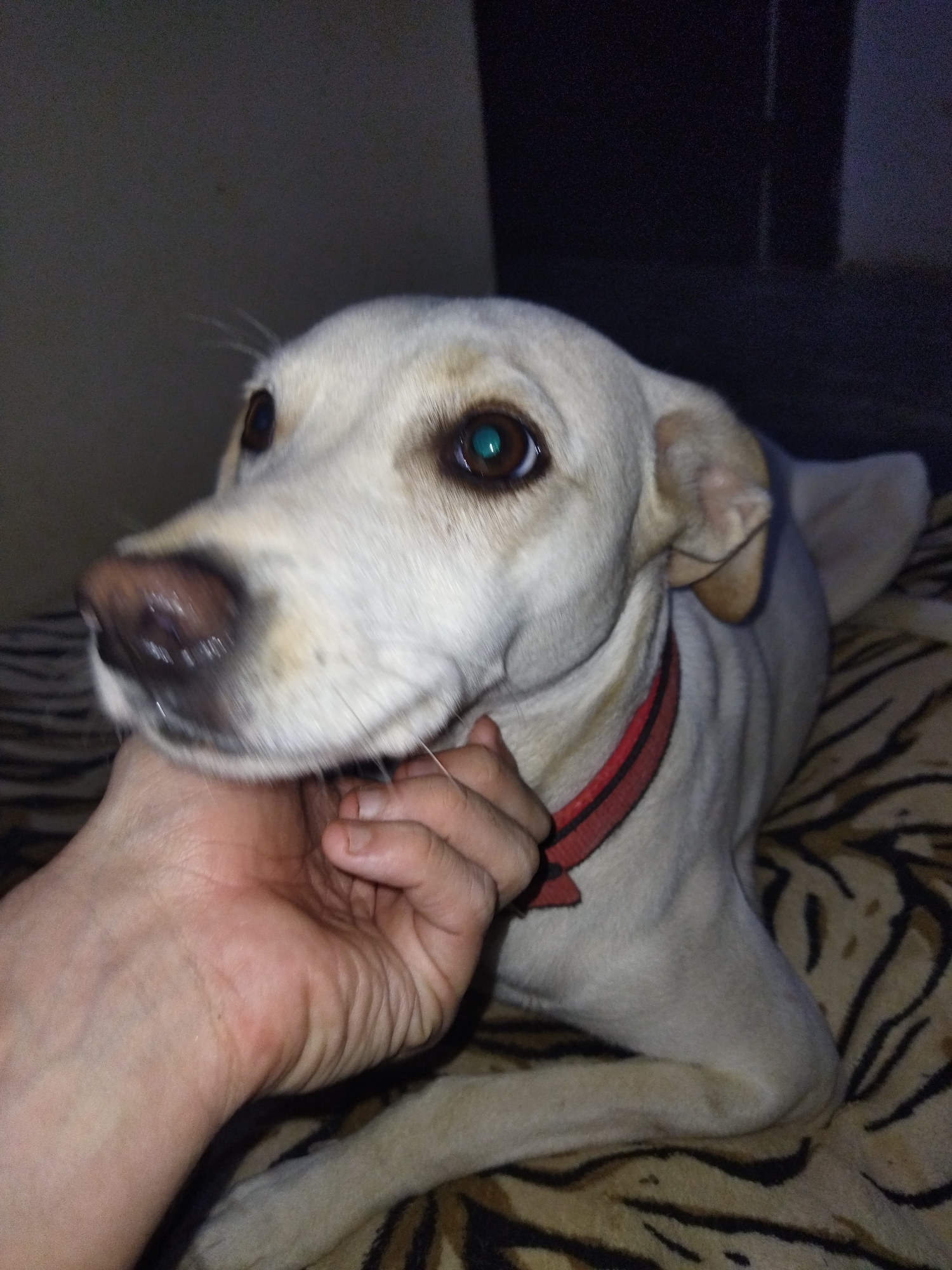 A pale, tan dog with a red collar is lying on a brown and black patterned surface, possibly a blanket. A hand is gently placed on the dog's neck. The dog is looking up and to the left. The location is unknown. The environment appears to be indoors and dimly lit. The image was taken in Tinaquillo, Venezuela.
