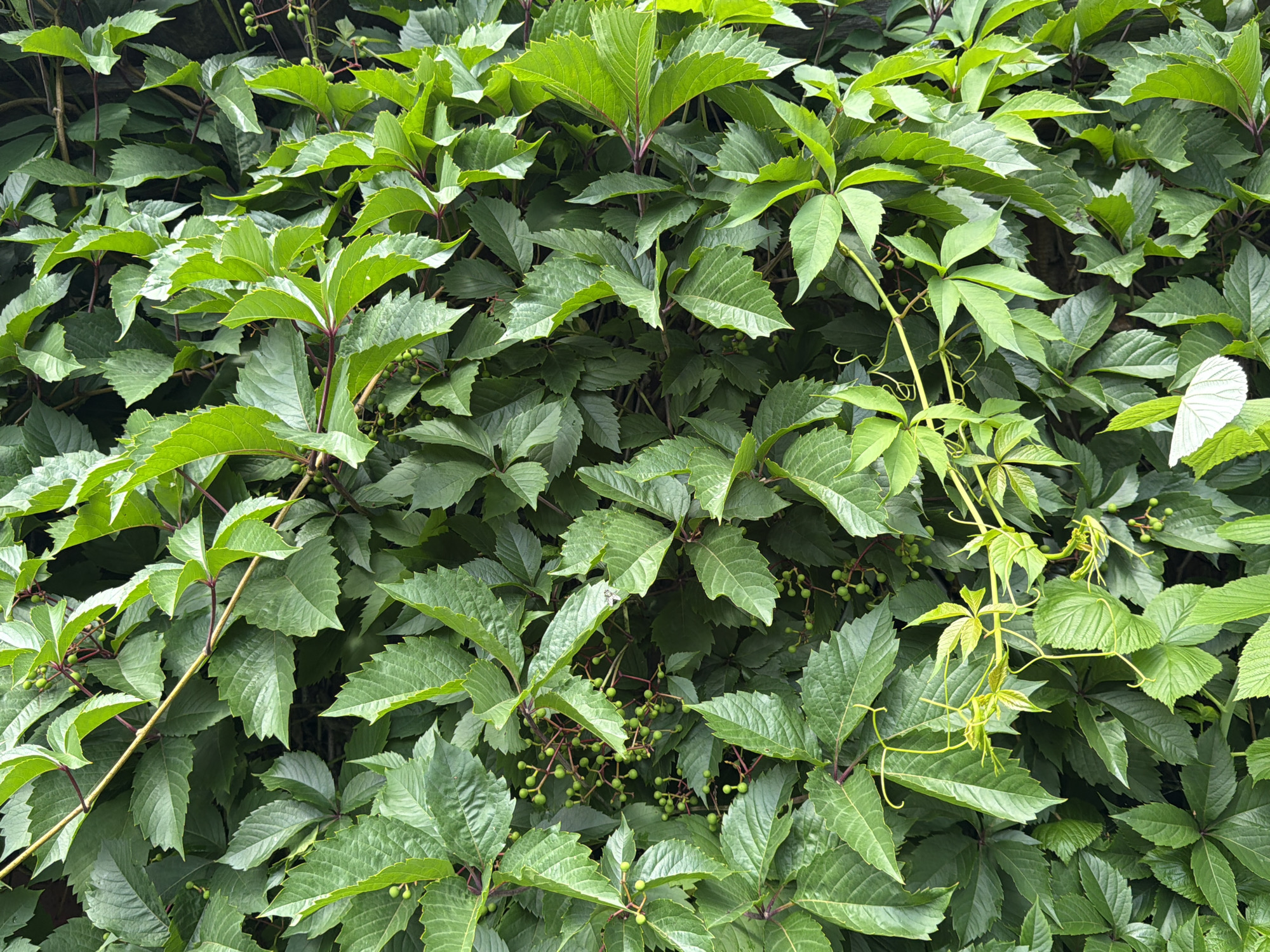 The image shows a dense, green wall of ivy leaves with some small, green berries. The ivy covers a surface, possibly a building or fence, creating a lush, natural barrier. The scene is an outdoor environment, likely in a garden or park. There are no people visible in the image. The lighting suggests it is daytime. The specific location in the city of Pokrov, Russia, cannot be determined from the visual information provided.
