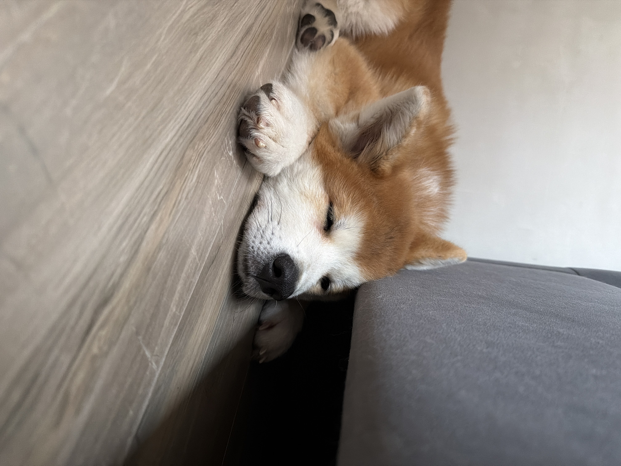 The image portrays a peaceful scene of a young dog, likely a Shiba Inu or Akita puppy, in a deep sleep indoors. The dog, characterized by its reddish-brown and white fur, is lying on its back or side, with its head nestled against a light-colored wooden surface, which appears to be a floor or a low wall panel. Its eyes are gently closed, indicating a state of profound rest. One of its front paws is curled close to its face, showcasing its soft white fur, while another paw with dark pads is visible further up its body.
To the right of the dog's head, a section of grey upholstered furniture, resembling a sofa or an armchair, suggests the dog is sleeping adjacent to or partially on it. The lighting is soft and ambient, indicative of daytime indoors, creating a serene atmosphere without harsh shadows. The dog's relaxed posture and closed eyes convey feelings of comfort, tranquility, and contentment. There is no visible text within the image. This tranquil moment was captured in Chaikovsky, Russia.