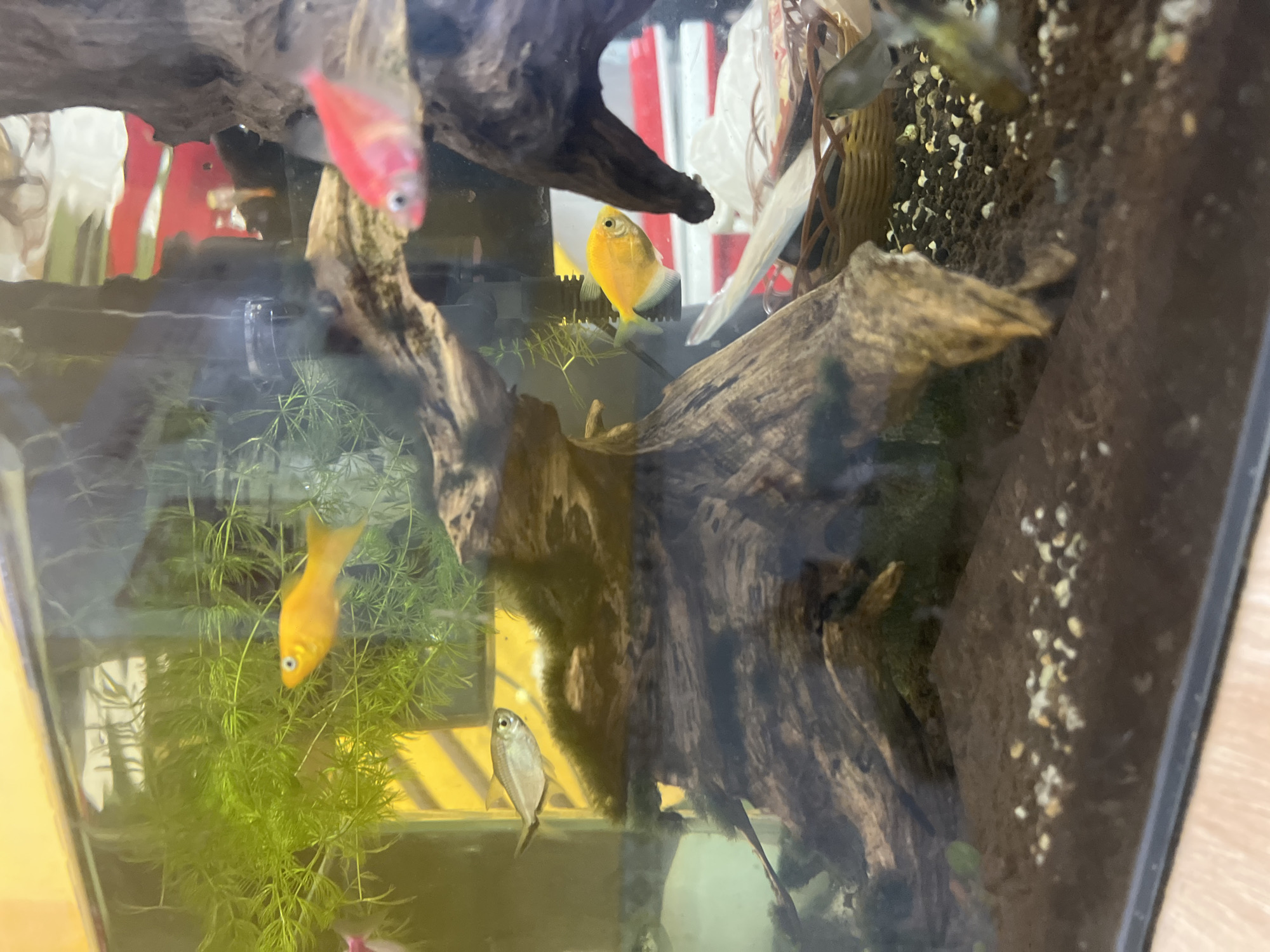 The image shows an aquarium filled with water, fish, plants, and a piece of driftwood. There are multiple fish of different colors, including red, yellow, and silver. The plants appear green and leafy. The driftwood is brown and takes up a significant portion of the aquarium's space. The bottom of the tank has a substrate with dark and light-colored spots. The background is blurry, but includes what appears to be a window. There is no information in the image to determine if it is taken in Đà Nẵng, Vietnam.