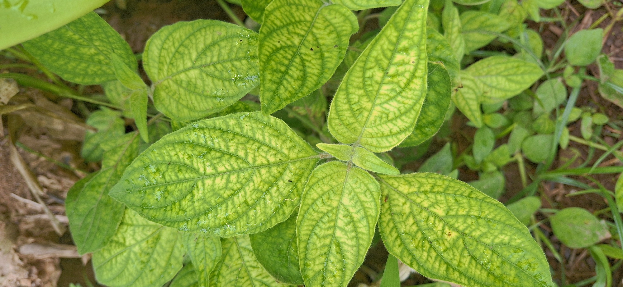 In Vallecito, Venezuela, a close-up, top-down shot reveals a cluster of vibrant green leaves, many exhibiting a distinct yellowing along their veins, creating a netted pattern. Water droplets are visible on some of the leaves' surfaces, indicating recent moisture. The foliage appears healthy otherwise, with no visible signs of pests or significant damage. The background consists of dry, brown organic matter, likely soil and fallen plant debris, with glimpses of other green vegetation suggesting a natural, outdoor environment. The lighting appears to be natural daylight, with soft shadows cast upon the leaves.