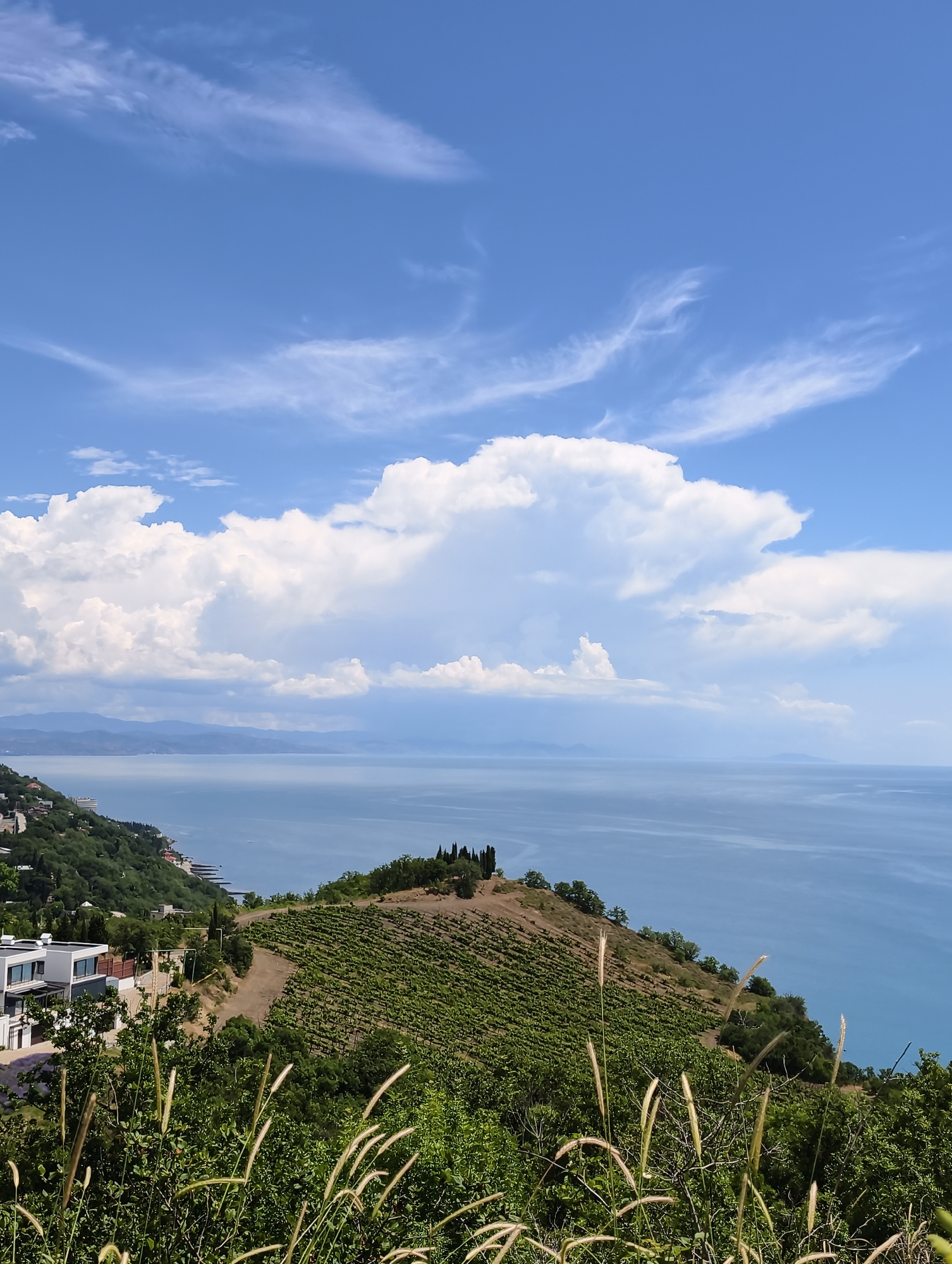 A high-angle, medium shot captures a scenic view of the Black Sea coastline near Lazurnoe, Ukraine. The sky above is a vibrant blue, adorned with dramatic white cumulus clouds and wispy cirrus formations. The sea itself stretches out, a calm expanse of deep blue under the bright sky.
In the mid-ground, a lush green hillside slopes down towards the water. This hillside is predominantly covered by a vineyard, with neat rows of grapevines creating a textured pattern. A dirt road winds its way through the vineyard. Near the top of the hill, a small cluster of cypress trees stands out.
On the left side of the frame, overlooking the sea, are several modern white buildings with flat roofs, some of them appearing to be houses or villas. Scattered amongst the greenery on the hillside are more trees and vegetation, leading down to a rocky shoreline with a pier or jetty extending into the sea. The distant horizon shows a hazy outline of a mountain range.
The foreground is filled with out-of-focus, tall green grasses and seed heads, adding depth and a naturalistic touch to the scene. The overall impression is one of a sunny, picturesque coastal landscape.