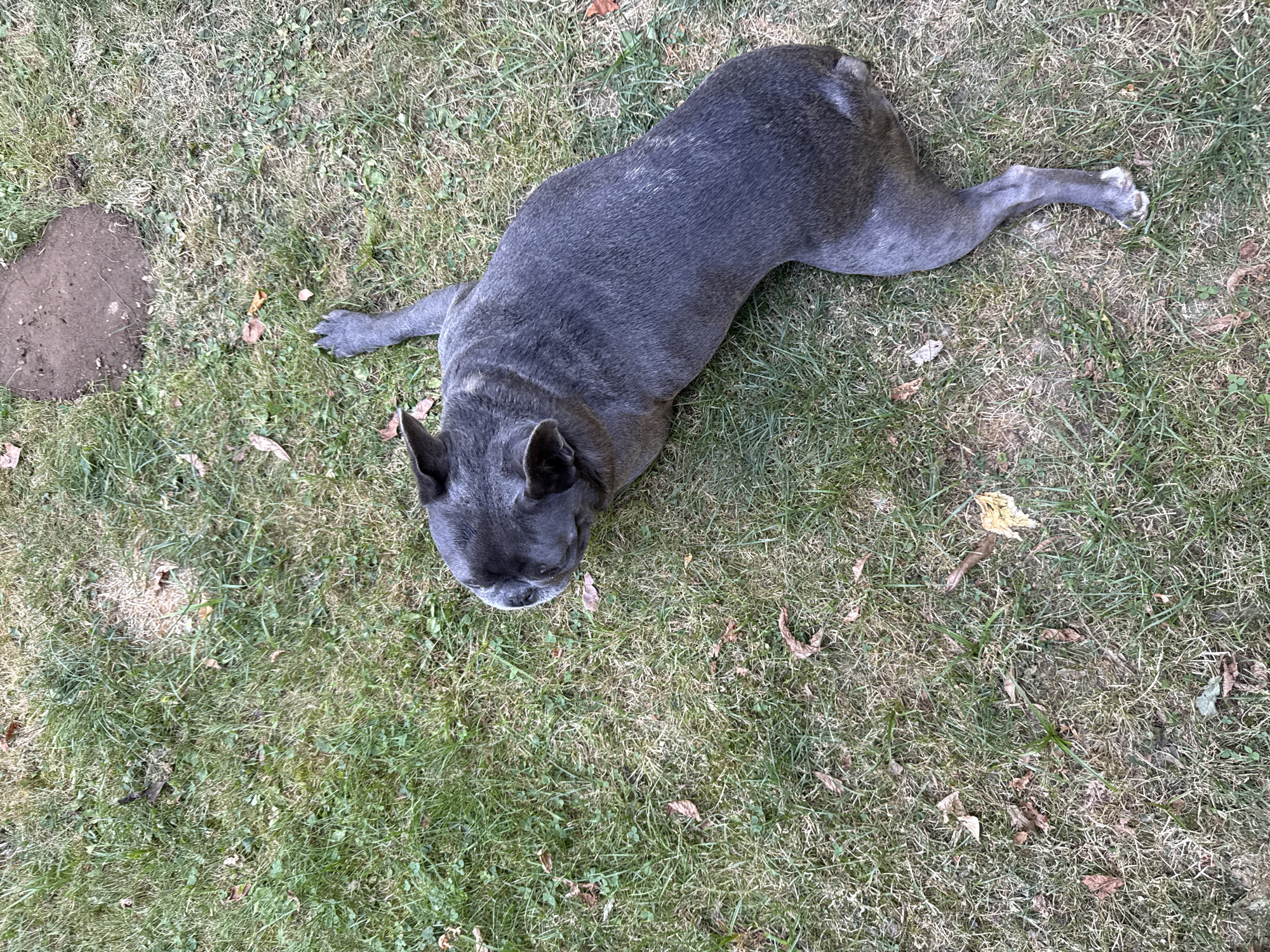 A dark gray French bulldog is lying on a patchy lawn in Bad Sachsa, Germany. The dog is facing left, with its head down and body stretched out. One paw is extended in front of it, while the other back legs are tucked underneath. The grass is a mix of green and dry brown patches, with a few fallen leaves scattered about. To the upper right of the dog, there is a circular patch of disturbed soil, possibly indicating where an animal has been digging. The overall environment suggests an outdoor backyard or park setting.