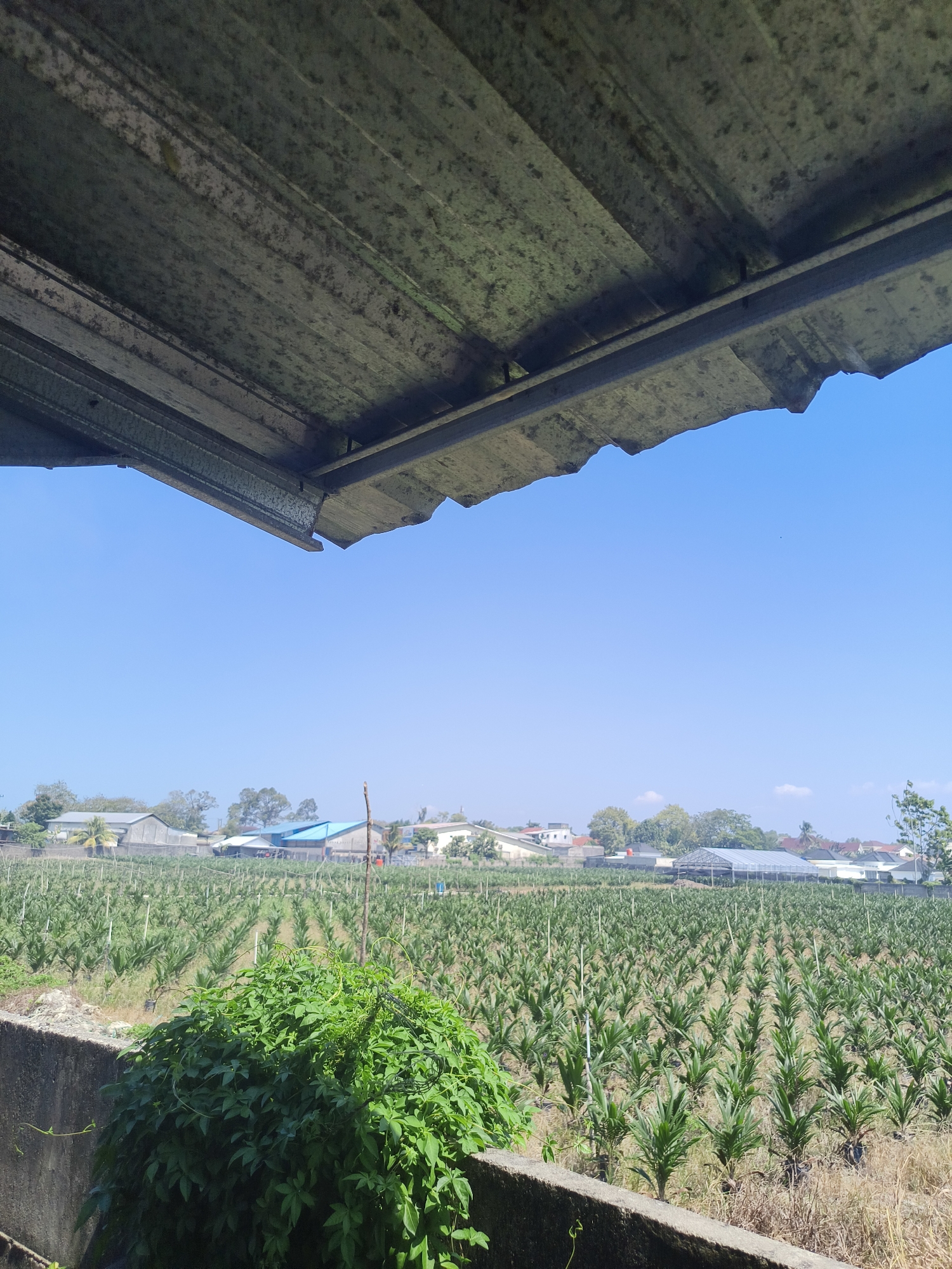 An overhead shot captures a plantation of young palm oil trees under a clear blue sky. The foreground features a rough, textured concrete wall topped by a dense, leafy green bush. Beyond the bush, neat rows of palm oil saplings stretch across the landscape, each supported by a thin, white stake. In the background, a collection of buildings, including houses and what appears to be a greenhouse or agricultural structure, are visible. The scene is framed by the underside of a weathered, corrugated metal roof in the upper portion of the image. The setting is likely a rural area within Pangkalpinang, Indonesia, given the presence of palm oil cultivation. There are no people or animals visible in the frame.