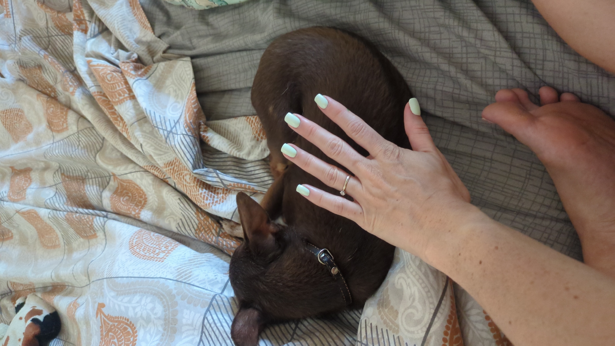 A brown dog is curled up on a bed with a person's hand resting on it. The dog has a collar. The bed is covered with patterned sheets. The person's fingernails are painted light green, and they are wearing a ring. The scene appears to be indoors, likely in a bedroom. There is no discernible location in the city of Chișinău, Moldova.