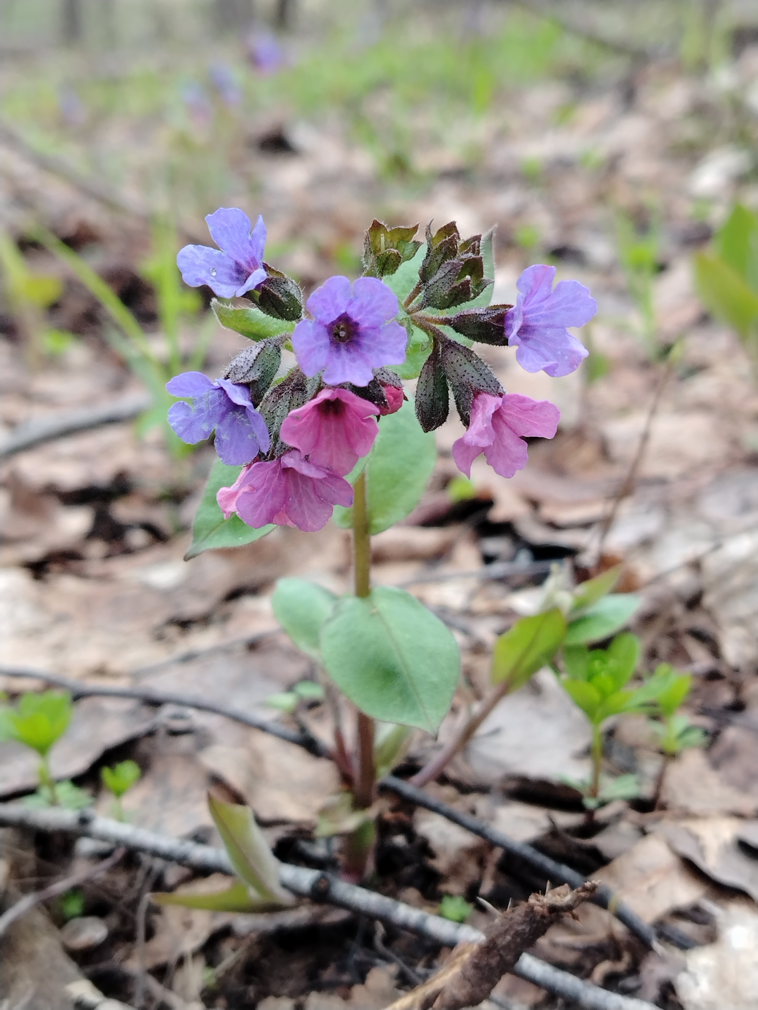 A close-up photograph displays a cluster of colorful wildflowers blooming on a forest floor. The main subject is a single plant featuring small, bell-shaped flowers in varying shades of purple, blue, and pink. Some flowers at the top and left are a vibrant purple-blue, while others towards the bottom and right are distinctly pink. The flowers are arranged in a compact cluster, surrounded by dark, hairy sepals and unopened buds. The plant has several green leaves and a visible stem, rooted in the ground.
The immediate surroundings and background consist of a natural woodland environment, predominantly covered with dried, fallen brown leaves and scattered twigs. Small, out-of-focus green plants and emerging foliage are visible in the background, hinting at early spring growth. The lighting is soft and natural, suggesting an overcast day or a shaded area within the forest. There are no human subjects, man-made objects, or visible text. The scene evokes a tranquil, natural setting, typical of a temperate forest, consistent with the location context of Noviy, Russia.