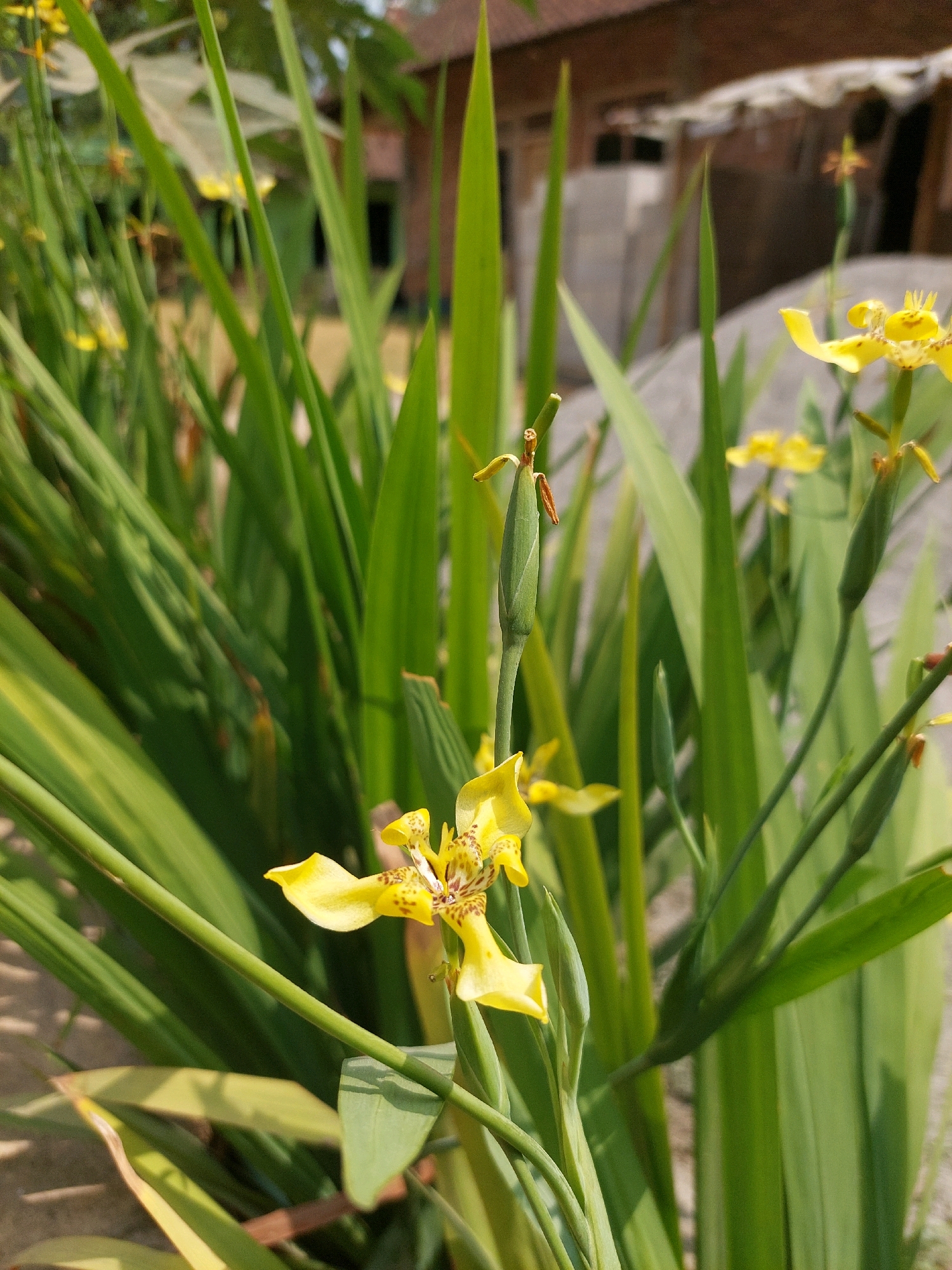 A close-up, eye-level shot features a cluster of yellow flowers with brown speckles, resembling iris flowers, in the foreground. The flowers are surrounded by long, green, blade-like leaves. Several flower buds, still enclosed in green casings, are visible among the blooms and leaves. In the background, out of focus, is a building with a brown brick wall and a white-tiled roof, possibly a residential structure. The ground appears to be a light-colored, sandy or gravelly surface. The scene is set outdoors, under daylight, suggesting a garden or natural setting. The image was taken in Jogonegoro, Indonesia.