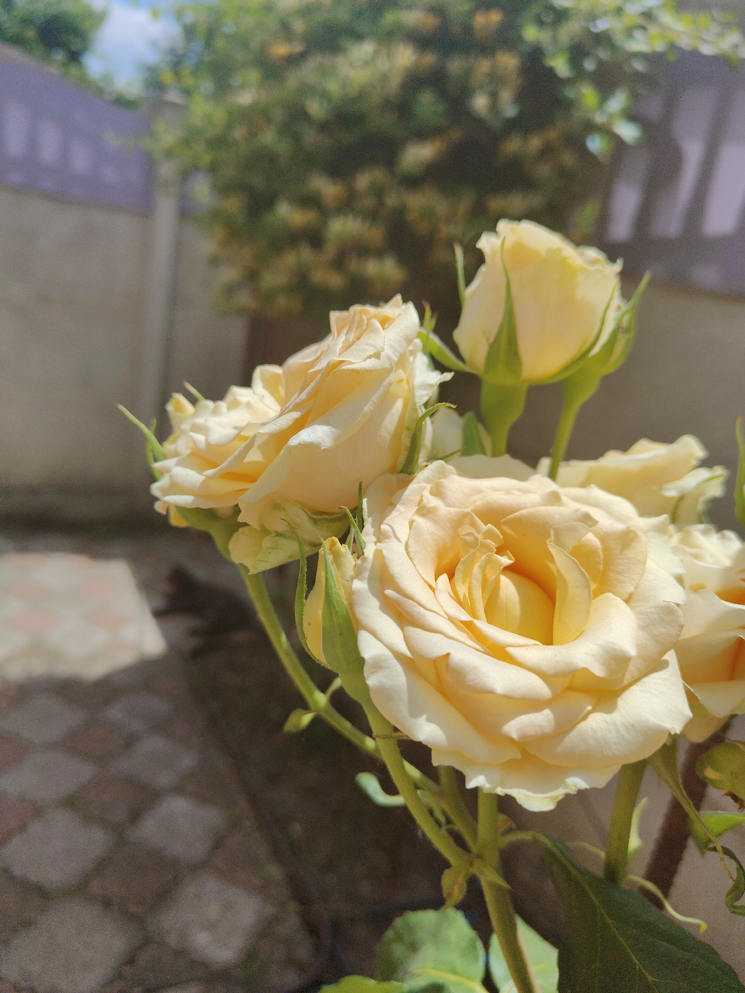 A close-up, low-angle outdoor shot features a bouquet of pale yellow roses with green stems and leaves. The roses are in various stages of bloom, with some fully open and others still budding. Sunlight filters through the scene, casting shadows on the paved ground in the foreground. In the blurred background, a stone wall and lush green foliage are visible. The scene appears to be located in a residential garden or courtyard, with the possibility of it being in the city of Unknown, Unknown. There are no people or animals present in the image.