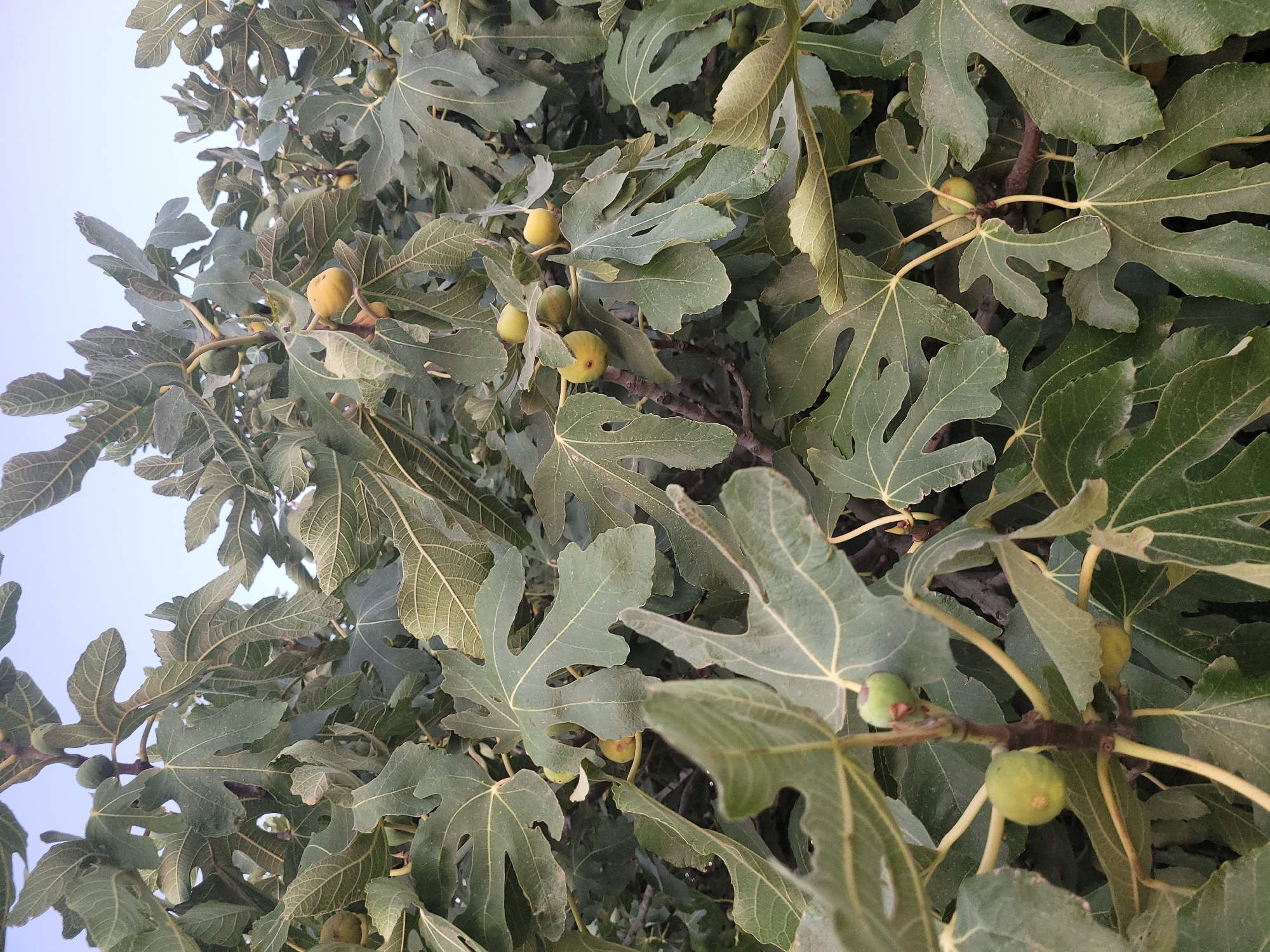 A close-up, medium-angle outdoor shot features a dense canopy of a fig tree, likely in Kolossi, Cyprus. The tree's large, lobed green leaves fill most of the frame, some showing a dusty texture and prominent veining. Several unripe figs, small and green, are visible interspersed among the foliage. A few more mature figs, tinged with yellow, are also present, hanging from branches. The background is a pale, clear sky. The scene depicts a natural, uncultivated aspect of the environment with no people or animals.