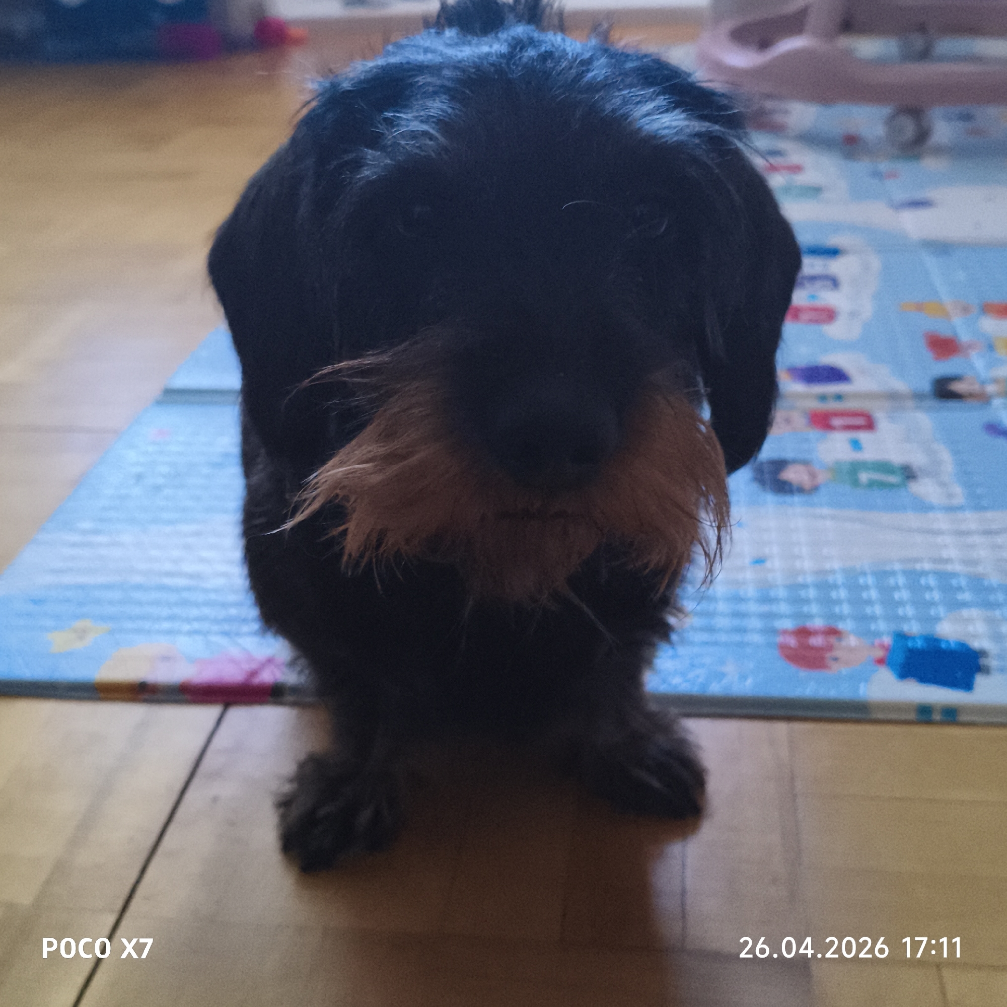 A black wire-haired dachshund stands facing the camera. The dog has a prominent brown beard and mustache. It is standing on a light brown wooden floor. Behind the dog is a light blue children's play mat with various cartoon figures printed on it. In the upper part of the background, out of focus, is a pink baby walker. The image was captured on April 26, 2026, at 17:11 using a POCO X7 camera. The location, Chaikovsky, Russia, is not evident in the image.