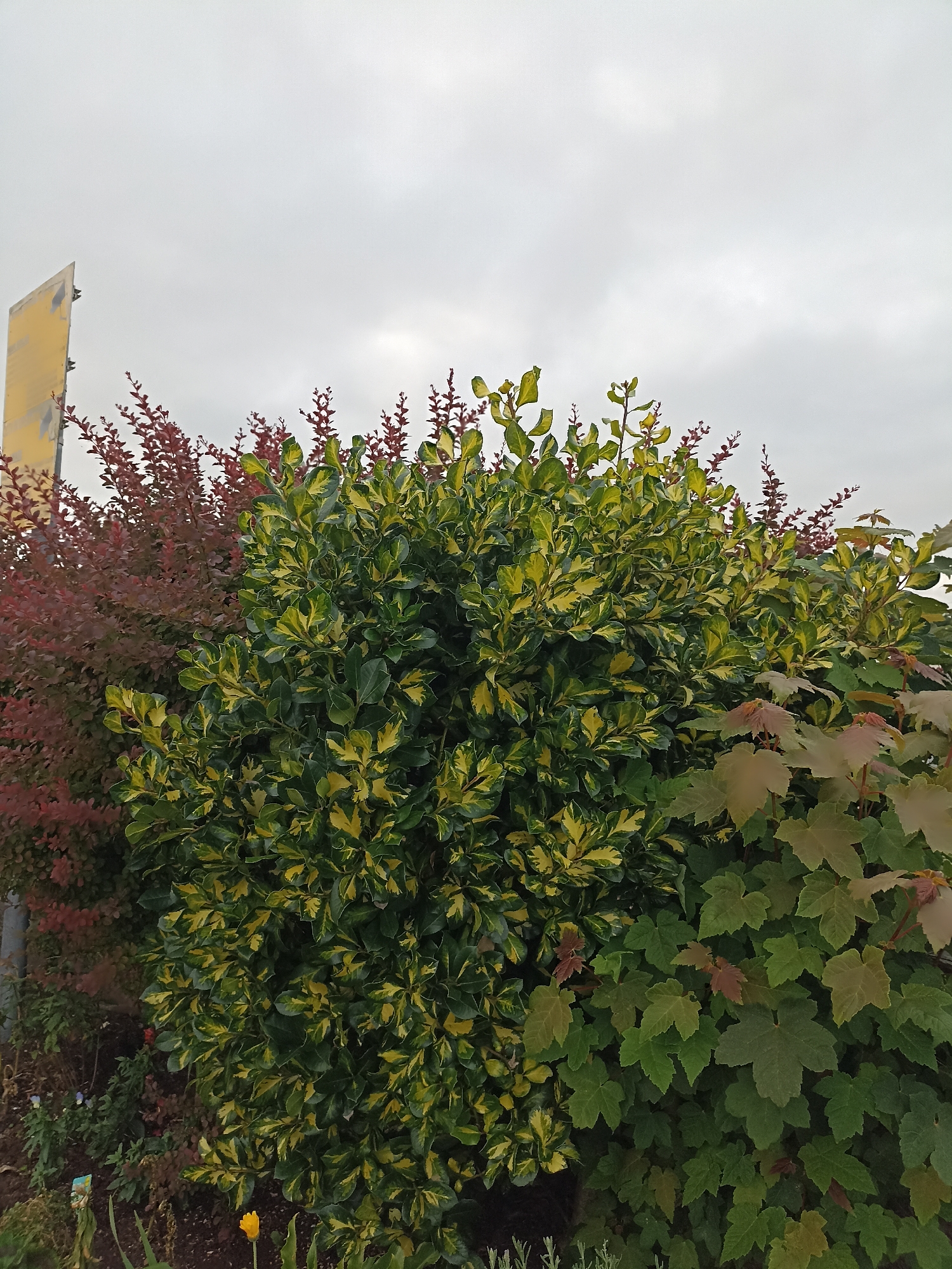 The image shows a cluster of plants and a portion of a yellow sign against an overcast sky. The foreground is dominated by dense foliage of several different plant species. In the center, a bush with variegated green and yellow leaves stands out. To its left, a bush with small, deep red leaves is visible. To the right, a plant with larger, lobed green leaves, some with reddish tips, is present. At the bottom of the image, a single yellow flower is visible, along with some dark soil and smaller plants. A sliver of a vertical yellow sign with dark markings is positioned on the far left side of the image, rising above the plants. The environment appears to be outdoors, possibly a garden or roadside, with the sky suggesting a cloudy day. There are no people or animals visible in the image. The location is stated as Unknown, Ireland.