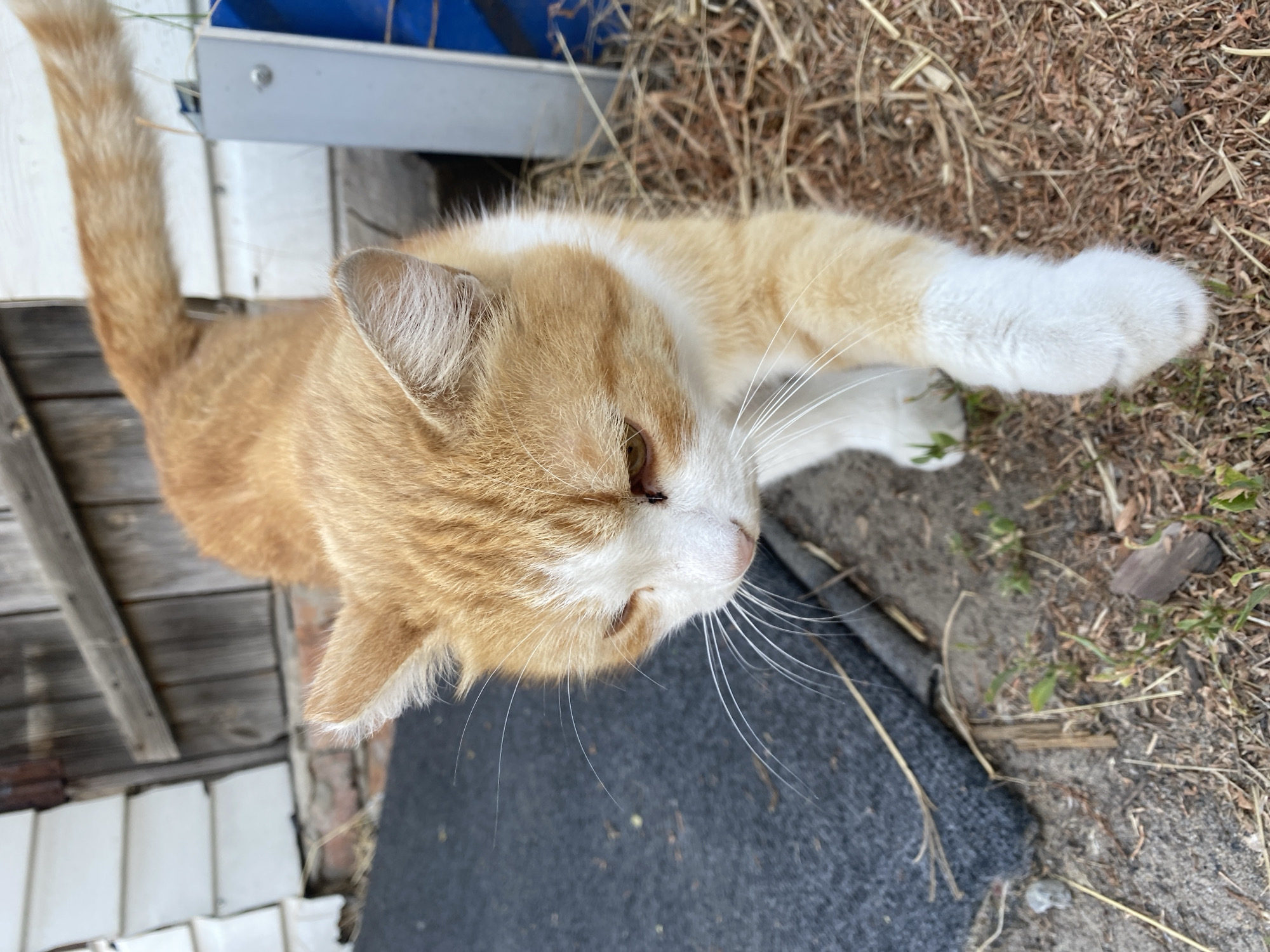An orange and white cat walks forward on dry grass and dirt. The cat's left paw is extended. Behind the cat, a grey mat is visible on the left, and a blue object and a weathered wooden wall are on the right. The scene appears to be an outdoor area in Mamontovo, Russia.