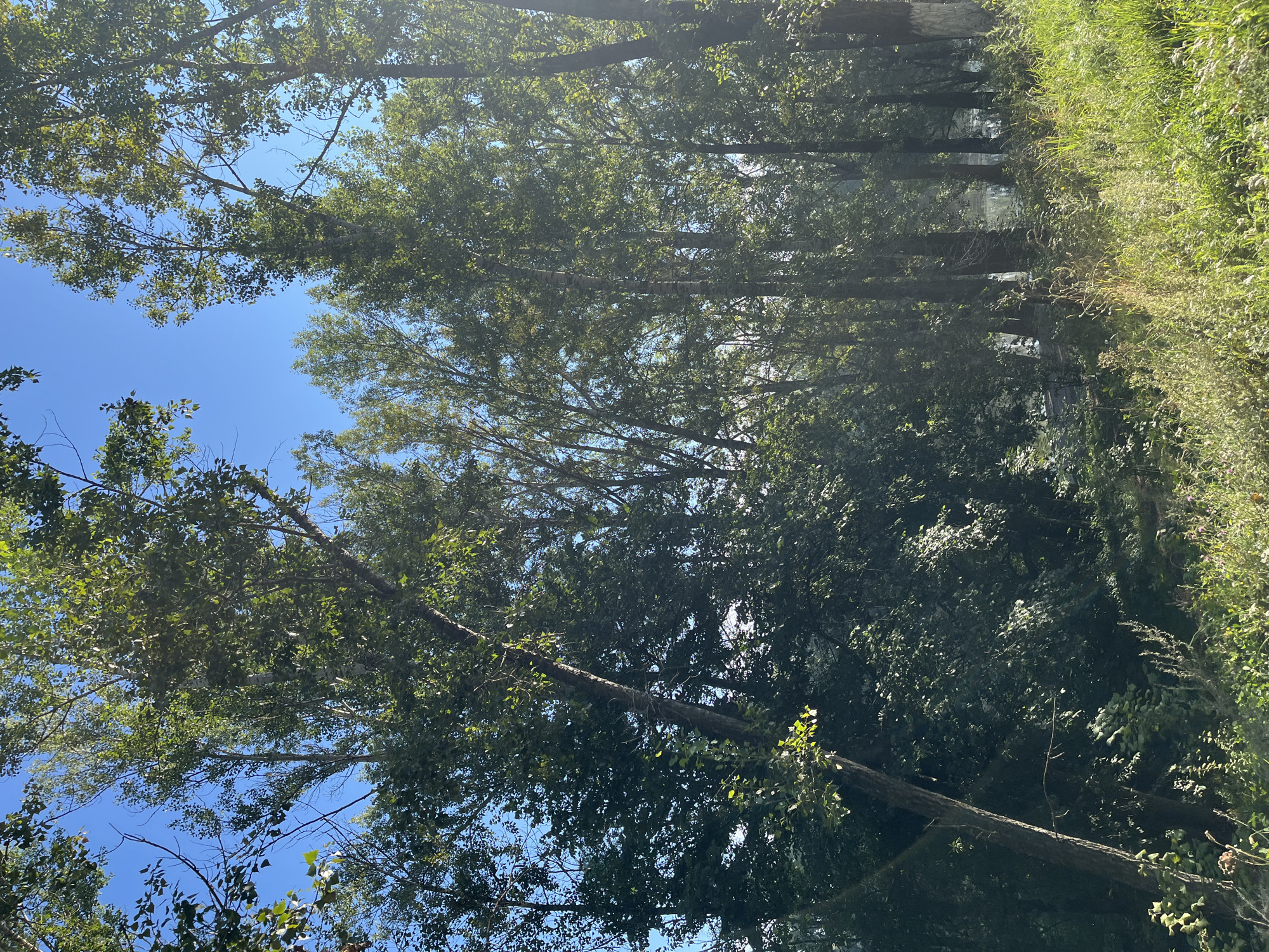 The image depicts a sun-drenched, tree-lined riverbank in Blagoveshchensk, Russia. Tall, slender trees with dense green foliage dominate the scene, their leaves catching the sunlight and casting dappled shadows. A clear blue sky serves as the backdrop. The ground is covered in lush green grass and wildflowers, indicating a natural and undeveloped area. In the distance, a body of water is visible, reflecting the light. The overall impression is one of a peaceful, natural setting within the city.