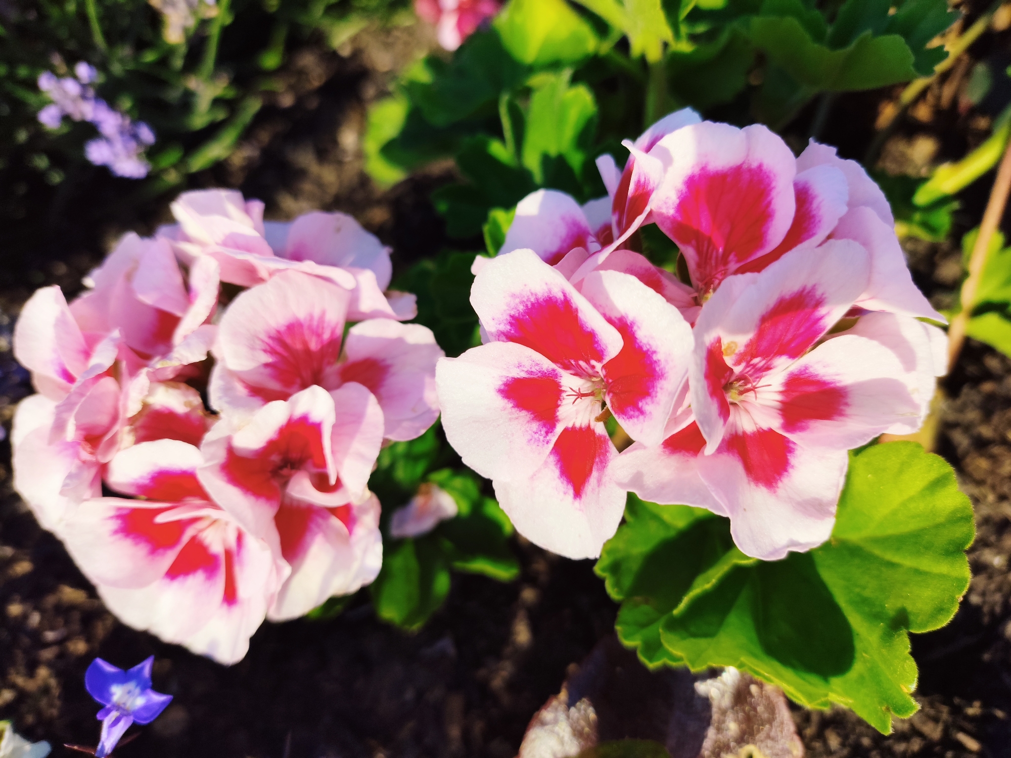This image captures a close-up view of several pink and white geranium flowers with vibrant magenta centers, basking in sunlight against a dark, earthy background. The petals are delicate, with a soft, velvety texture, and the magenta markings form distinct triangular shapes. Lush green leaves provide a backdrop, some with serrated edges, adding depth and contrast to the scene. In the lower left corner, a small, solitary purple flower, possibly a lobelia, adds a touch of unexpected color. The lighting suggests it is daytime, likely late morning or early afternoon, given the dappled sunlight. The overall impression is one of natural beauty and tranquility. The location in Melling, United Kingdom is not discernable from the image itself.