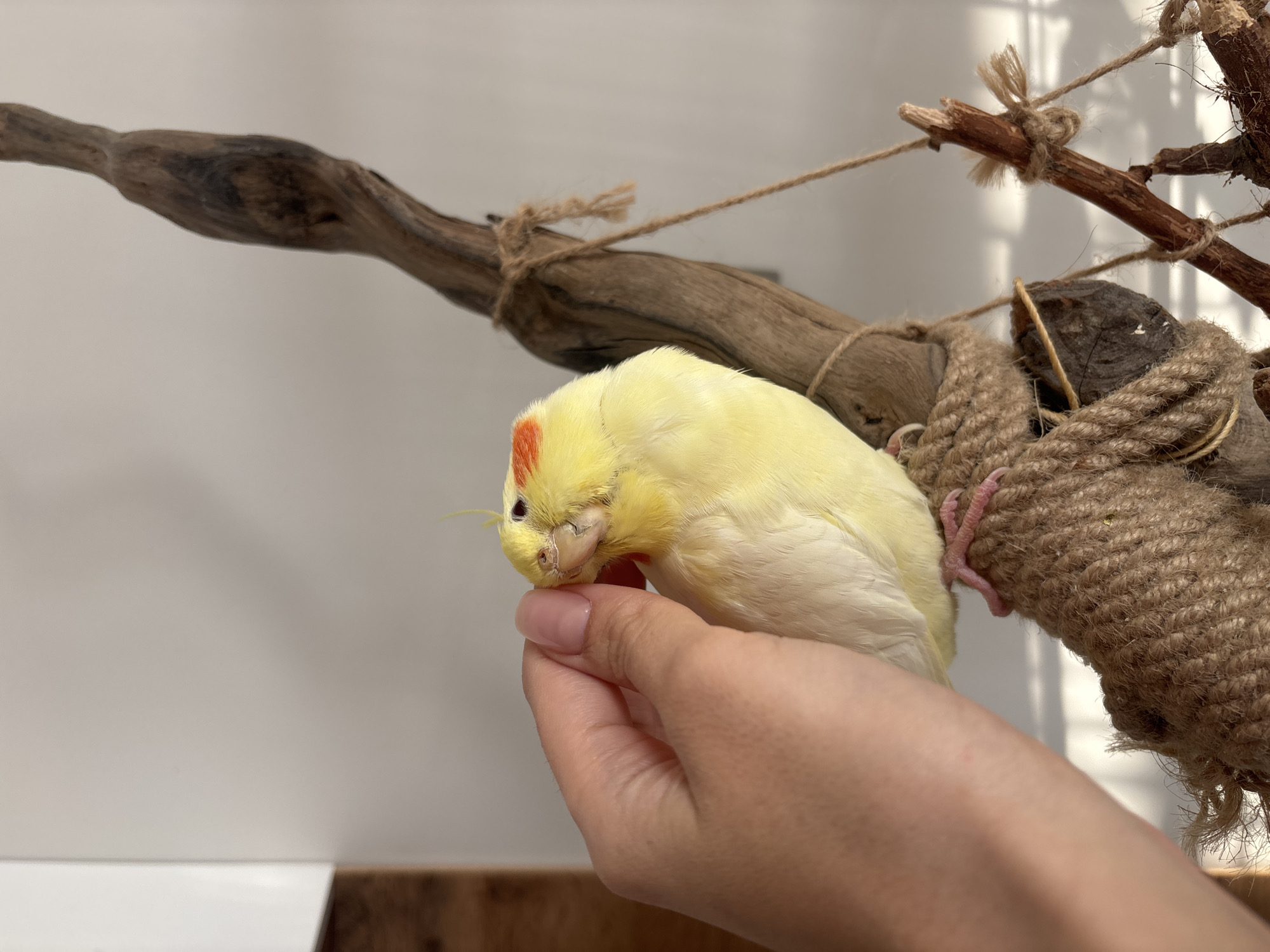 A yellow cockatiel with an orange cheek patch is perched on a person's hand. The bird is facing left and appears to be feeding from the person's hand. Behind the bird is a wooden bird perch with rough rope wrapped around it. The background consists of a plain white wall and part of a light wood surface. There is no evidence indicating the location is Krasnoyarsk, Russia.