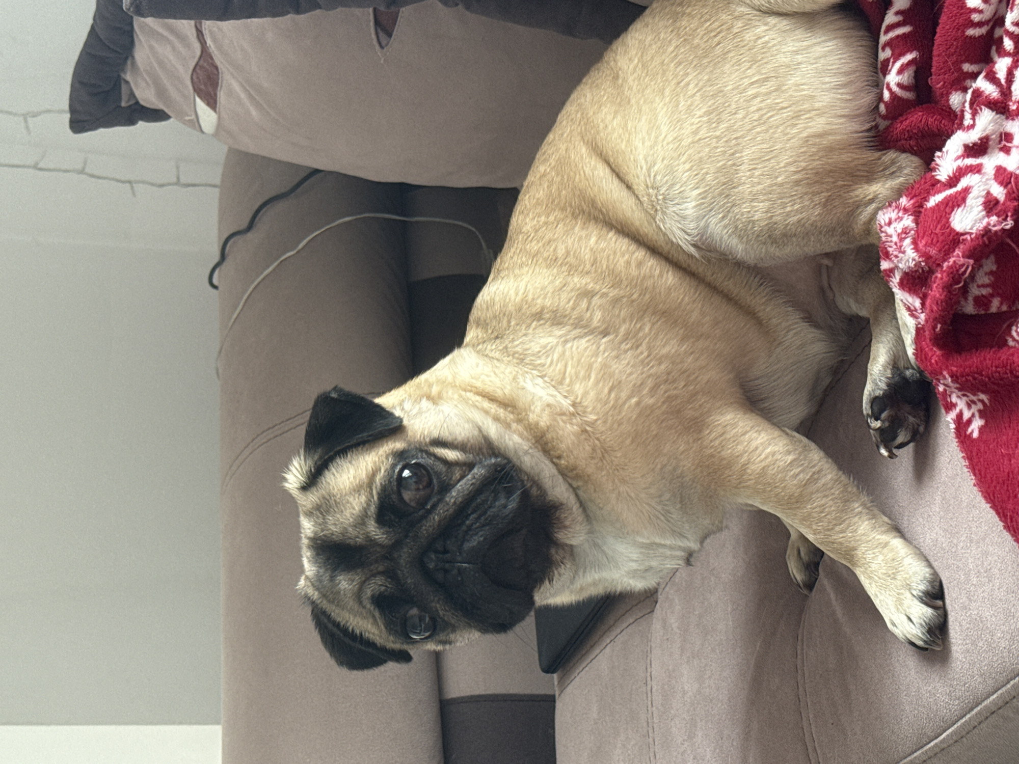A pug dog sits on a brown couch, looking at the camera. The dog is light brown with a black face. The couch is in a living room, with pillows and a blanket visible. There are also some wires and fairy lights in the background.