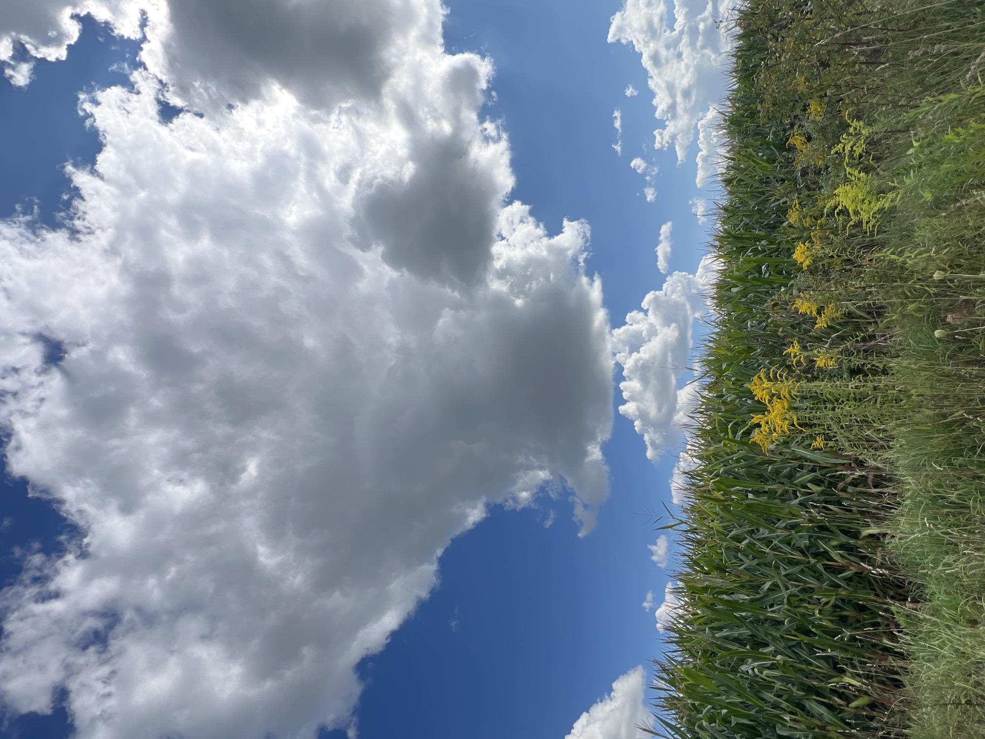 The image depicts a natural landscape featuring a cornfield under a dramatic sky. The foreground is dominated by tall green corn stalks, interspersed with patches of wild grasses and a cluster of vibrant yellow wildflowers. In the background, the bright blue sky is partially obscured by large, dense white and gray clouds, creating a sense of depth and a possibly impending weather change. There are no people or man-made structures visible in the scene, suggesting a rural or agricultural setting.