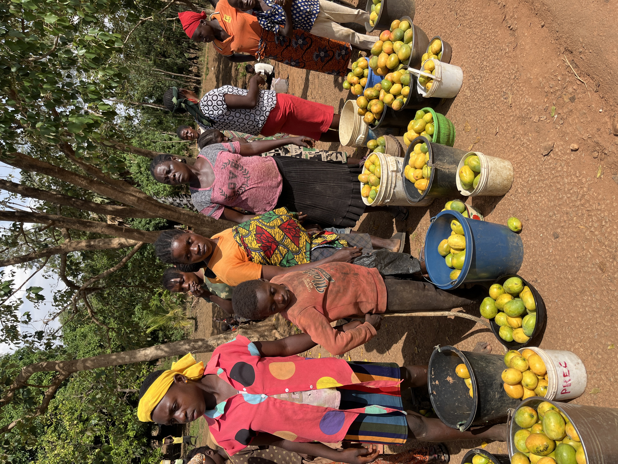In the Barakin Momo Dogo region of Nigeria, several individuals, primarily women and children, are positioned along a dirt road. Each person has a bucket or container filled with ripe mangoes placed next to them. The mangoes are predominantly yellow-green. The individuals are wearing colorful clothing. The environment includes trees and vegetation, suggesting a rural or agricultural setting. The composition indicates a scene possibly related to local market activity.
