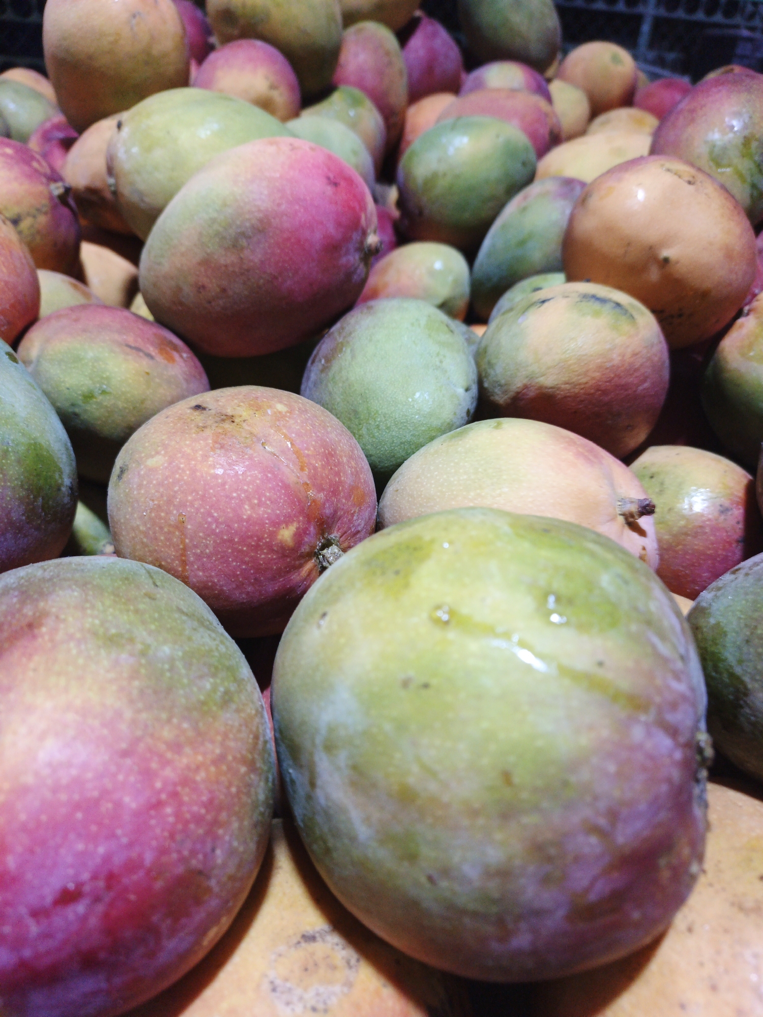 The image shows a pile of ripe mangos. The fruits are mostly green with red, pink, and yellow hues. Some of the mangos have water droplets on their skin. The photograph was taken indoors in Tinaquillo, Venezuela.