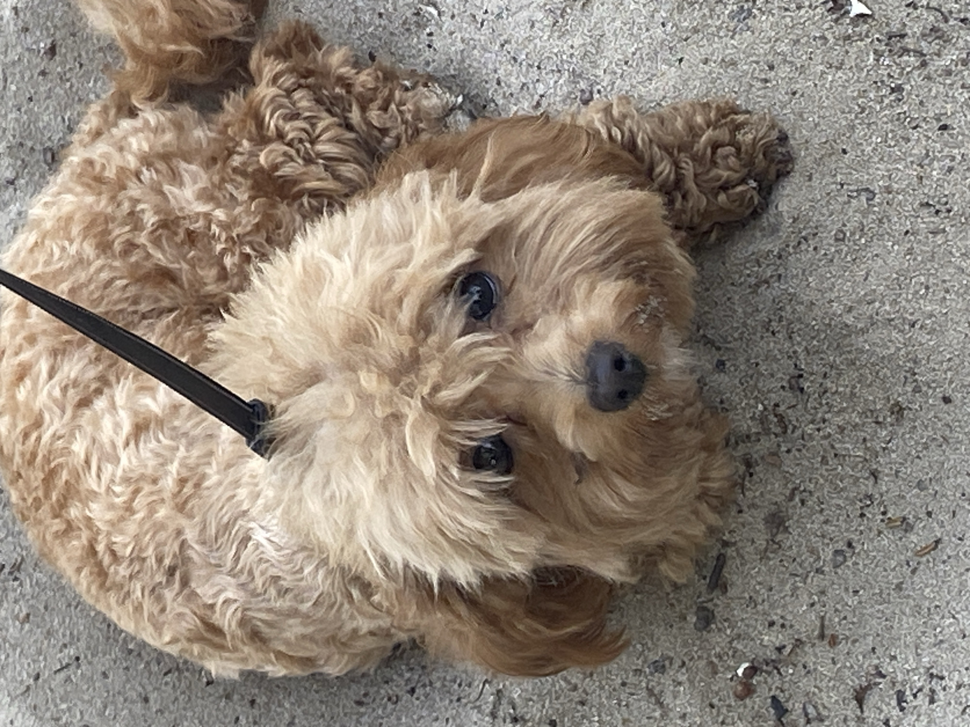 A tan-colored dog with curly fur lies on a sandy surface. The dog's head is turned towards the camera, and it has dark eyes and a dark nose. A black leash is attached to the dog's collar, with a portion of the handle visible above the dog's head. The background consists of a textured, light-colored surface that appears to be concrete or pavement, interspersed with small pebbles and debris. The lighting suggests an outdoor environment during the daytime. The provided information does not contain details about the city of Dnipro, Ukraine, or any specific location within it.