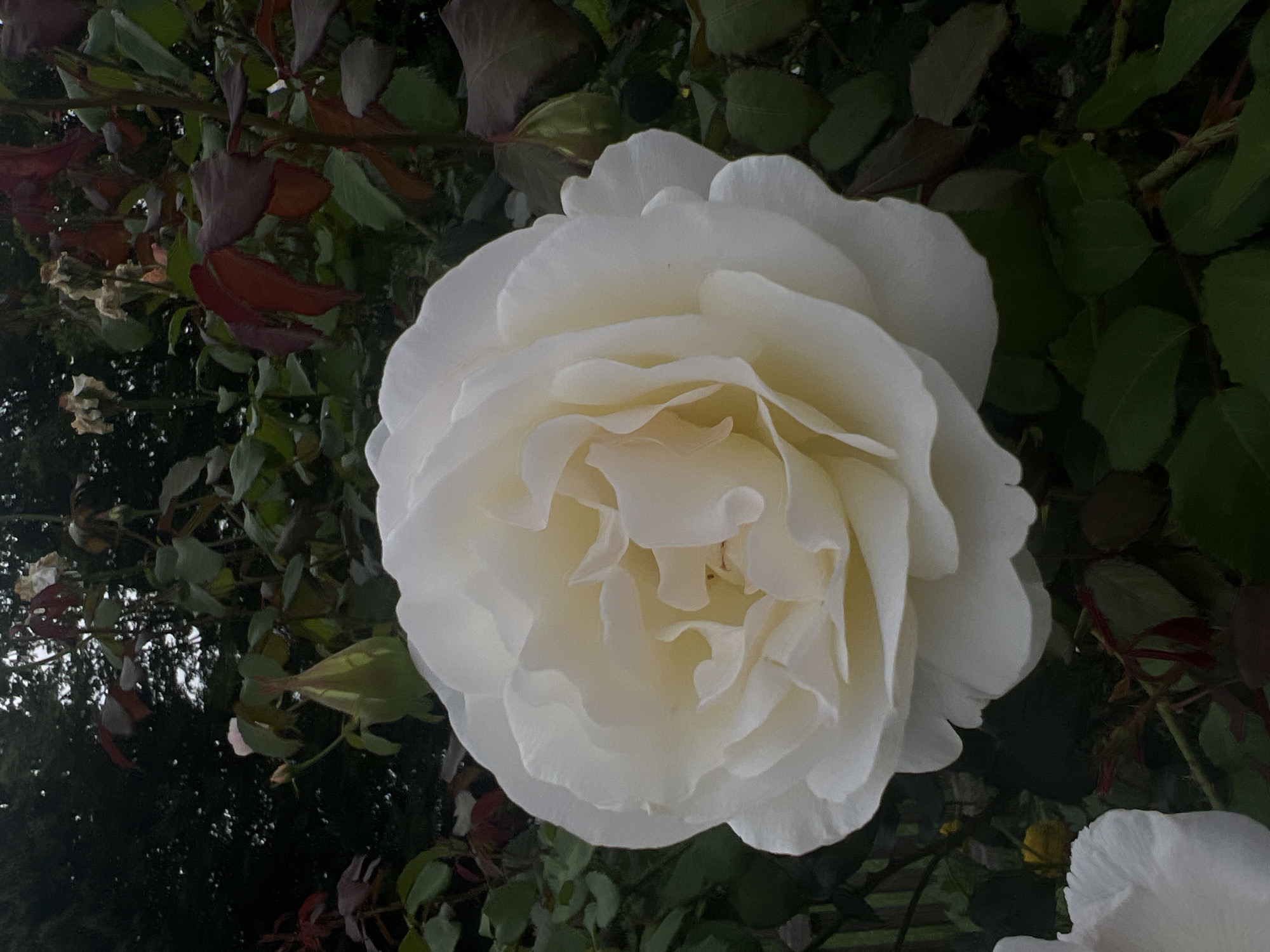 A close-up, eye-level shot shows a white rose in full bloom, set against a dark green, out-of-focus background of foliage and rose bushes. The rose is the primary subject, with its delicate, layered petals a soft white transitioning to a pale yellow at its center. Surrounding the bloom are dark green leaves and some reddish-brown rose leaves, suggesting the presence of other roses or the natural aging of foliage. A few rosebuds and dried blooms are also visible in the background, hinting at a garden setting. The lighting is soft, creating subtle shadows that highlight the texture of the rose petals. The overall impression is one of natural beauty and a tranquil garden environment. The specific location in Moosburg, Germany, is not discernible from the image itself.
