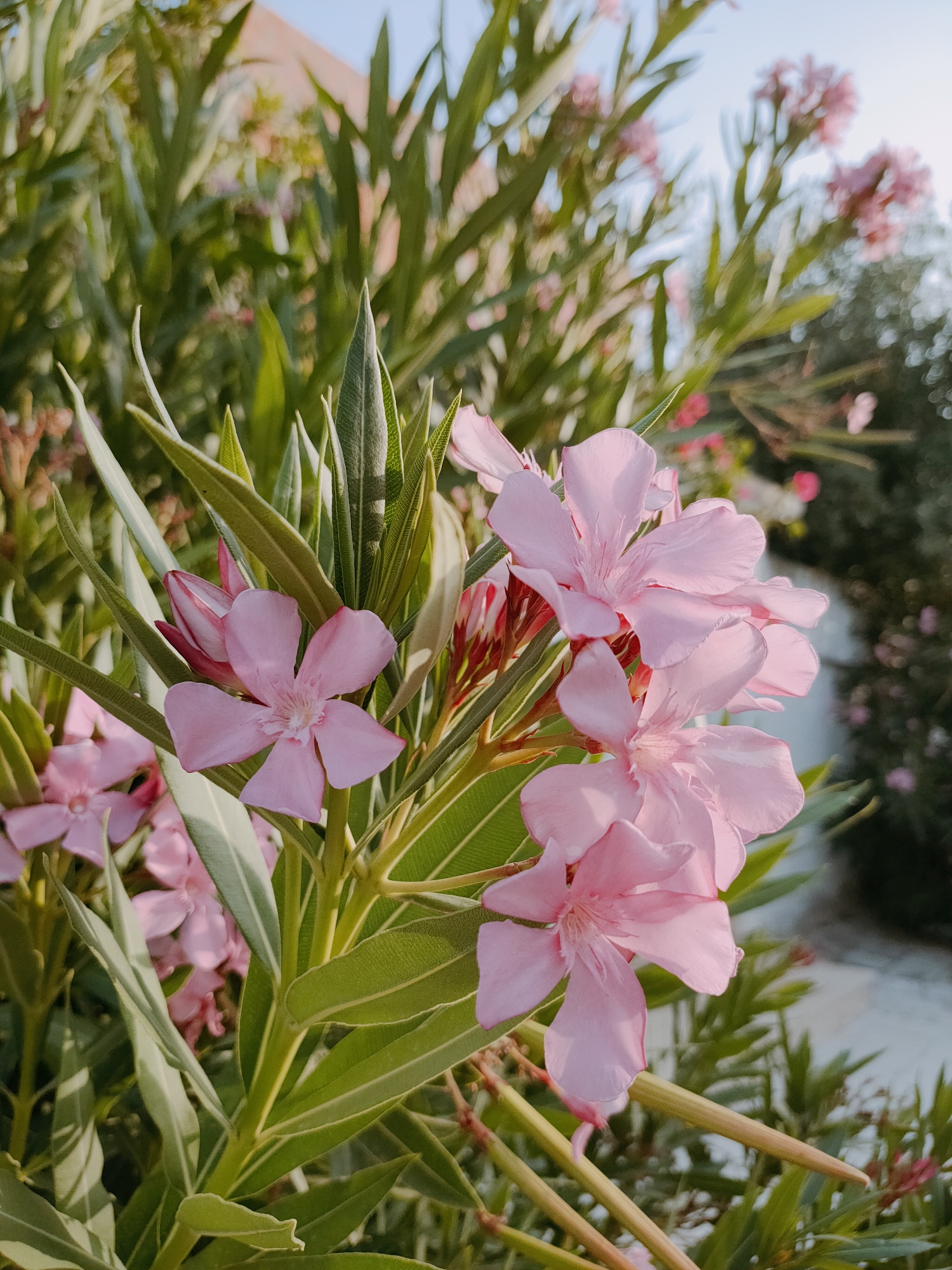 The image shows a close-up view of pink oleander flowers and their green leaves. The flowers are in various stages of bloom, with some fully open and others still in bud. The leaves are long and narrow, with a glossy surface. The background is blurred, but appears to be a garden or outdoor setting with other plants and possibly a building in the distance. The lighting suggests it is daytime, possibly late afternoon due to the warm tones. There are no people or animals visible in the image.