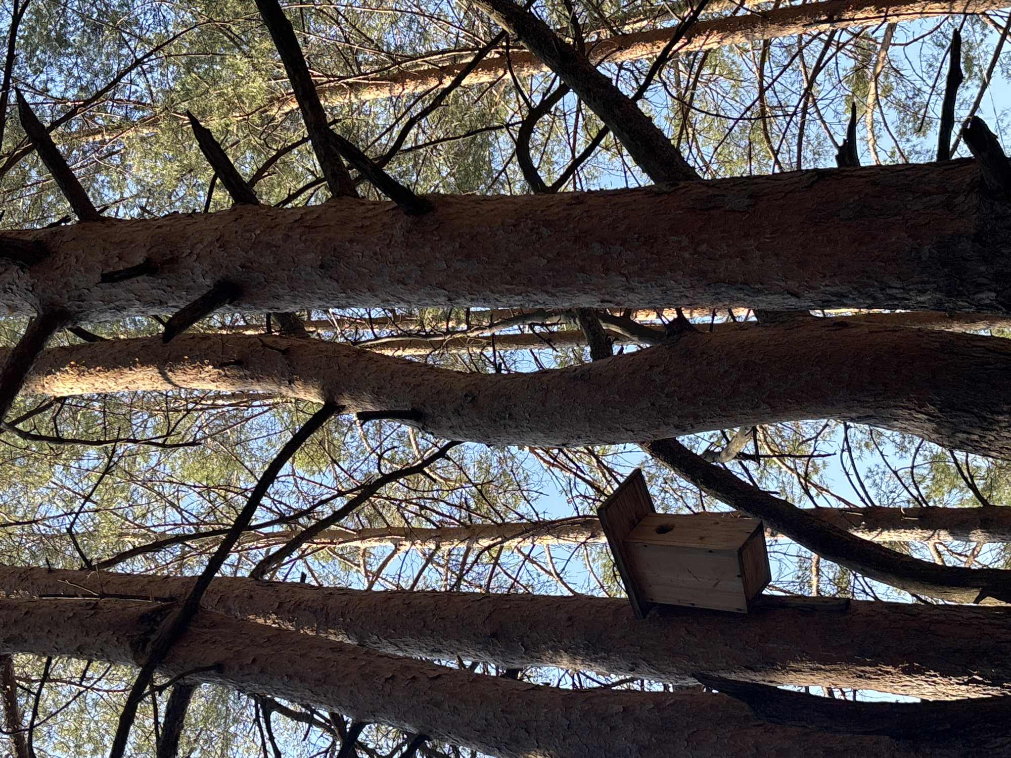 The image is taken from a low angle, looking upwards through the canopy of pine trees, against a blue sky with some wispy clouds. Several large pine trunks are visible, running horizontally across the frame. A wooden birdhouse is situated on one of the branches, mounted against the trunk. The bark of the trees is textured and rough. The location is not specified, there is no way to ascertain if this is Chaikovsky, Russia.