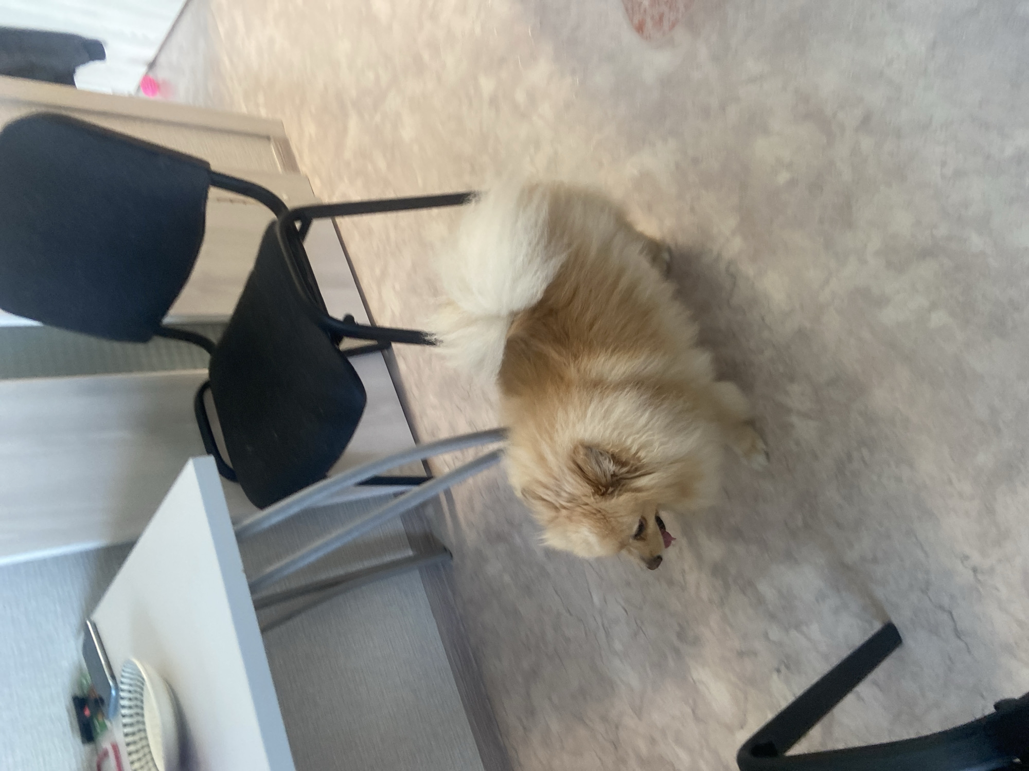 A Pomeranian dog with fluffy light brown and white fur is standing on a beige linoleum floor in what appears to be an indoor room, possibly a kitchen or dining area. The dog is facing to the left with its tongue slightly out. In the background, a black office chair is visible, along with a portion of a light-colored wall. To the left, a white table with thin metal legs is partially in frame, and a white bowl with a black pattern rests on its surface. A phone and other small items are also on the table. The lighting suggests it is daytime. The image is not clear enough to determine the exact location in Kazan, Russia.