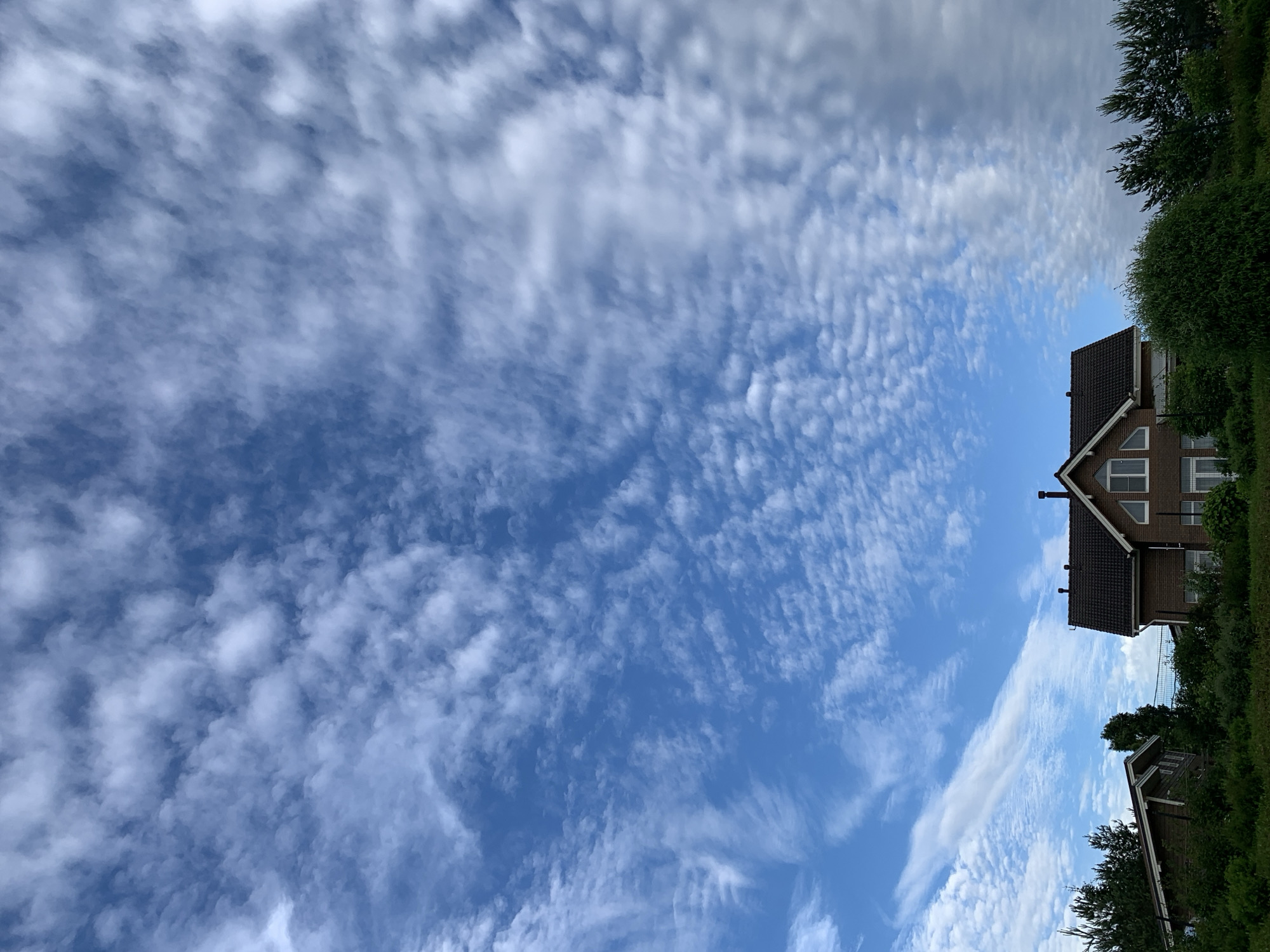 The image depicts a residential area with two houses and lush greenery under a dynamic sky filled with altocumulus clouds. The sky is a vibrant blue, with the clouds forming a wispy, textured pattern across the frame, stretching from left to right and thinning out towards the right edge.
On the right side of the image, a two-story brick house with a dark tiled roof is prominent. It features a central chimney and multiple windows, including triangular windows on the upper floor. The house is partially obscured by dense green bushes and trees in the foreground.
To the left of the brick house, a smaller, older wooden house with a sloping roof is visible, also surrounded by greenery. The houses appear to be situated in a suburban or semi-rural setting.
The foreground consists of a thick layer of green grass and various types of bushes and trees, contributing to a natural and somewhat overgrown aesthetic. The overall scene suggests a peaceful, domestic environment, possibly in the city of Chernovo, Russia, given the architectural style and vegetation. There are no people or animals visible in the image.