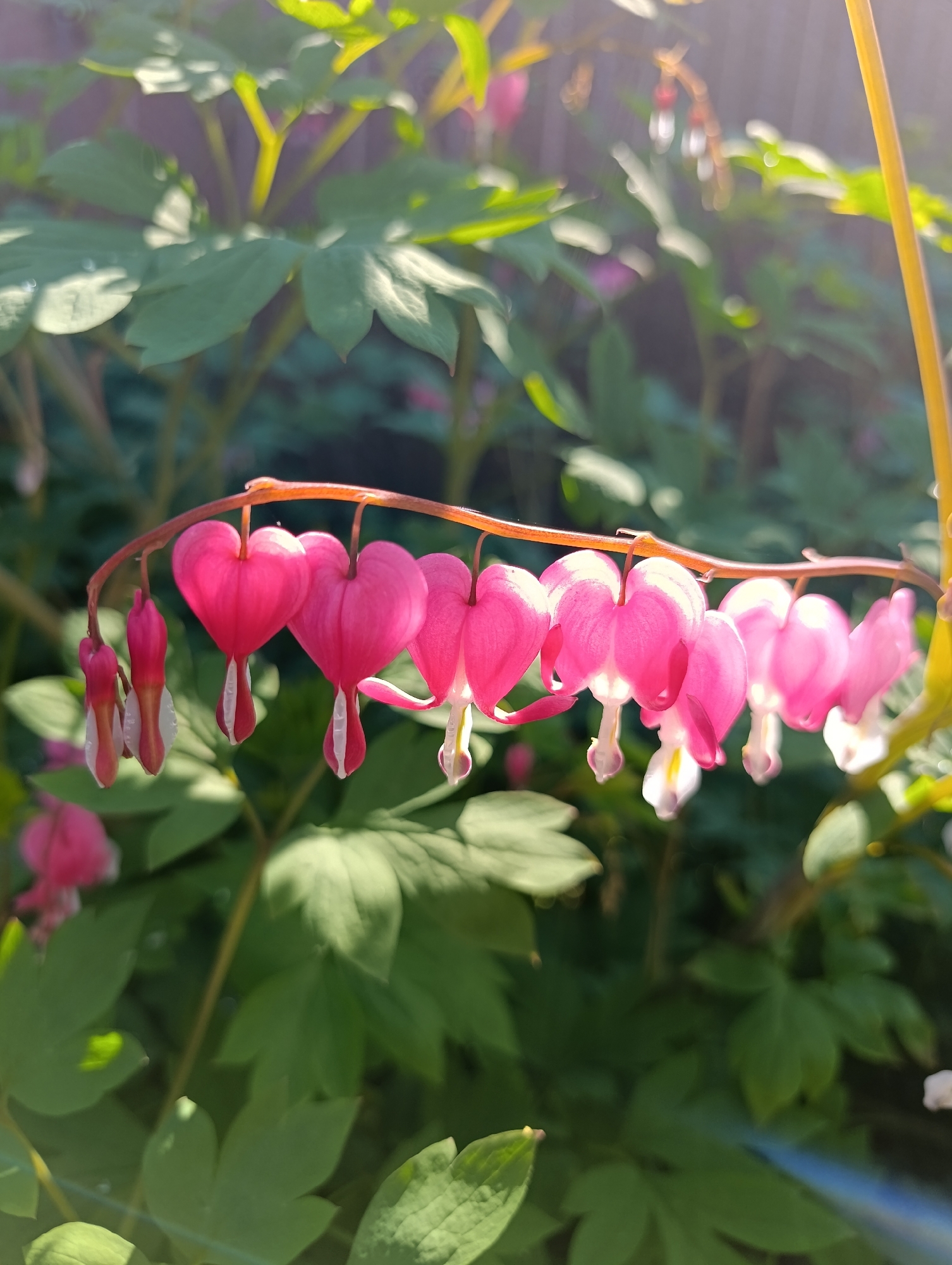 The image shows a close-up view of bleeding heart flowers in a garden. The flowers are pink and heart-shaped, with smaller buds hanging below them. They are arranged in a cluster on a delicate stem that curves downwards. The background is filled with lush green foliage, suggesting a natural or garden setting. Sunlight filters through the leaves, creating a soft, dappled light effect. The image does not contain any information about the city of Birobidzhan, Russia, or any people or actions.