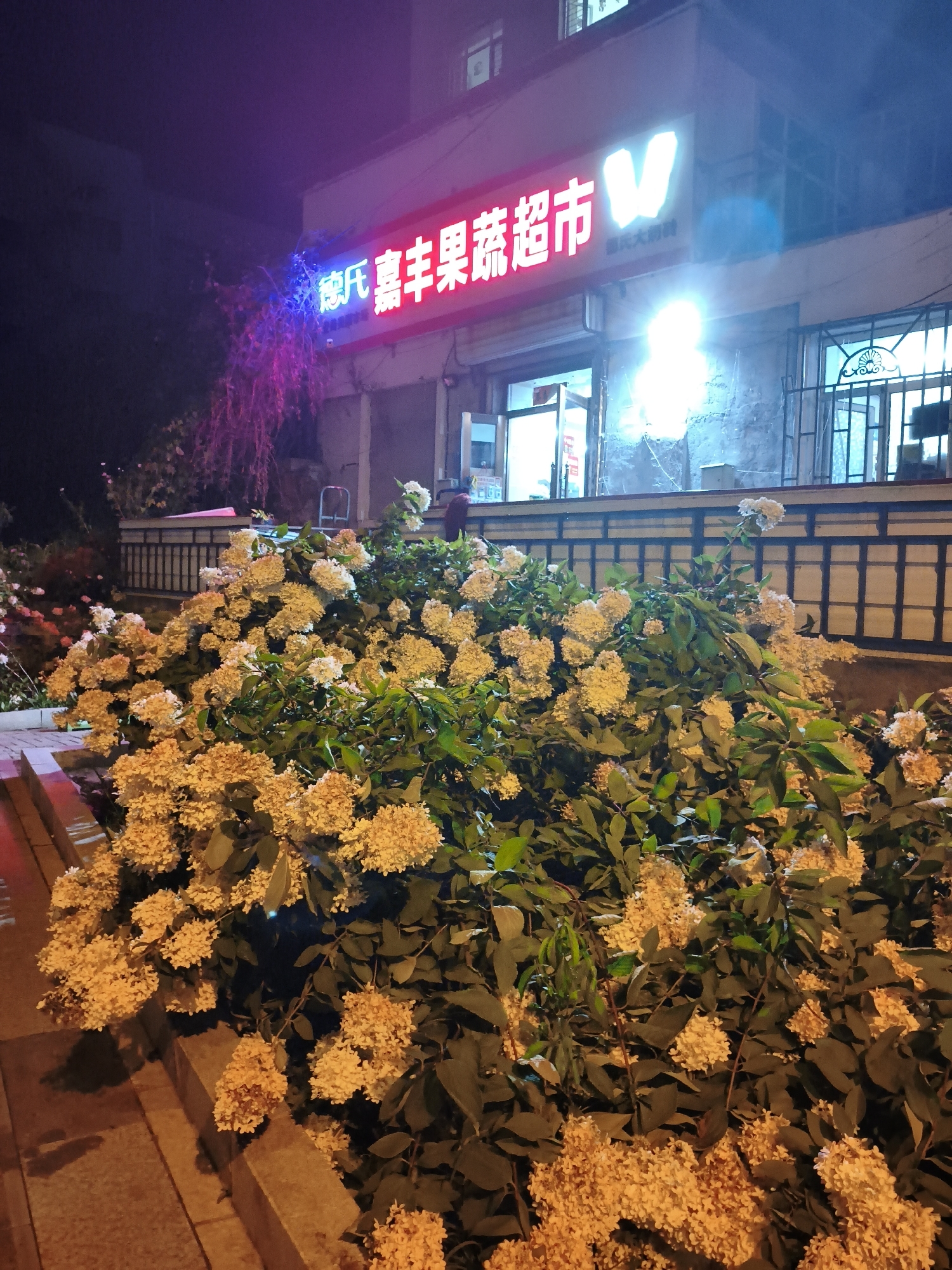 In the city of Jixi, Jiguan District, a neon sign glows in vibrant pink and blue, reading "德氏 嘉丰果蔬超市V", which translates to "Dishi Jiafeng Fruits and Vegetables Supermarket V". Below the sign, the entrance to the supermarket is visible, with open doors and bright interior lighting spilling out onto the street. A large display of pale yellow hydrangea flowers dominates the foreground, their blossoms illuminated by streetlights and the glow from the supermarket. The flowers are dense and abundant, creating a lush border along the sidewalk. Behind the flowers, a dark, ornate metal fence encloses the building's facade. The surrounding environment appears to be a street scene at night, with hints of other buildings and urban elements in the background, all bathed in the warm, artificial light.