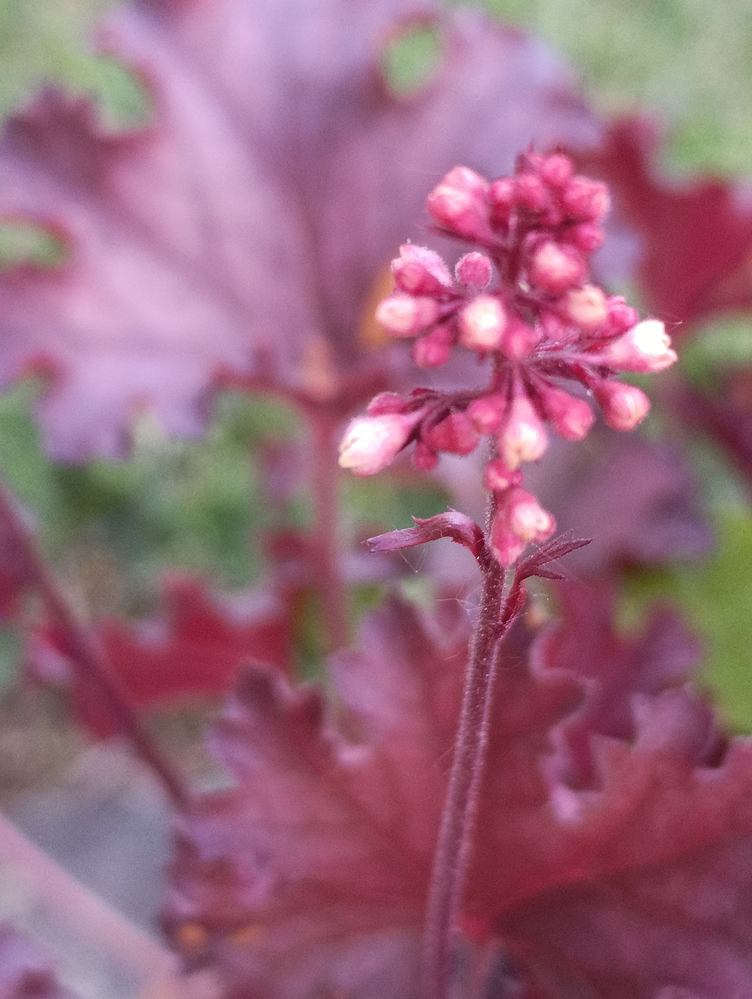 A close-up shot captures a pink flower stalk with several small, unopened pink and white flower buds clustered at the top. The stem and buds are covered with fine hairs. In the background, blurred burgundy leaves with wavy edges create a soft backdrop. The background includes a hint of green vegetation. Location: Unknown, Unknown. No people are present.