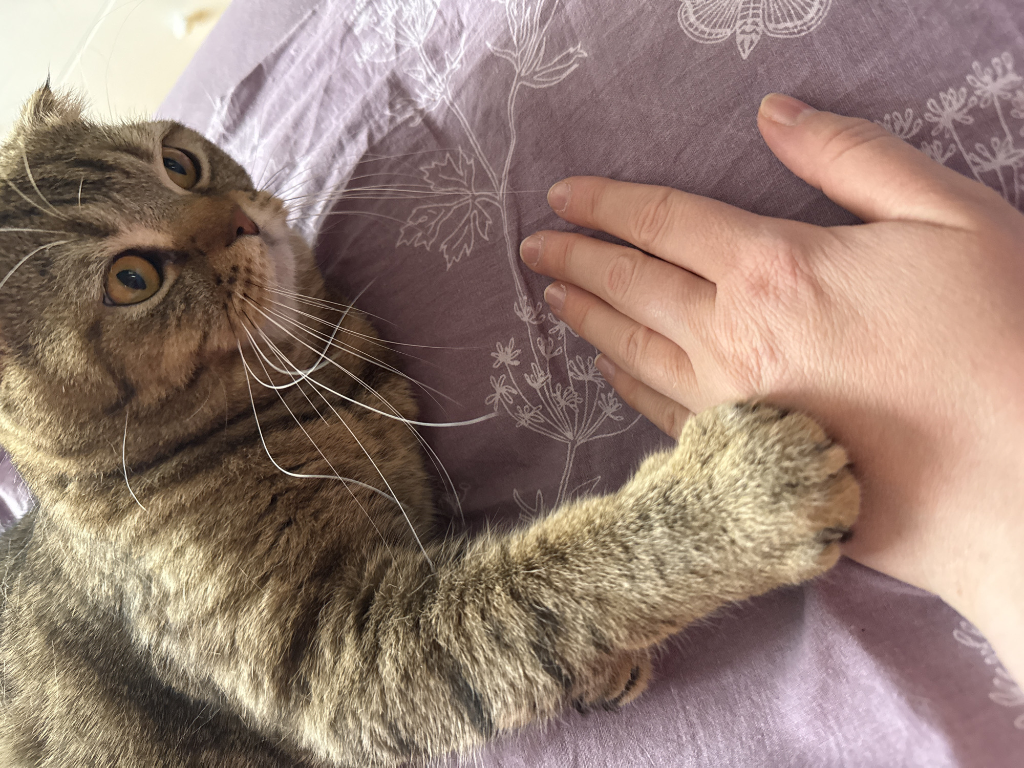A tabby cat is laying on a lavender surface with a white floral pattern, its paw resting on a person's hand. The cat is facing upwards and to the left, with its light-colored whiskers prominently displayed. The person's hand is lying palm-down on the surface. The location is unknown.