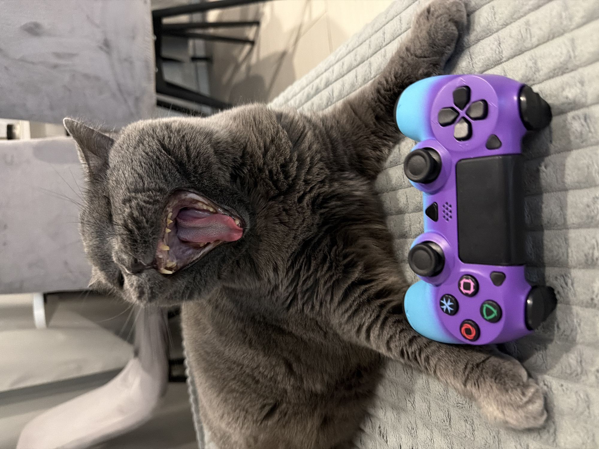 A yawning grey cat lies on a textured grey blanket, with a purple and blue video game controller in front of its paws. The cat's mouth is open wide, revealing its teeth and pink tongue. In the background, blurred chairs are visible. The scene is indoors, possibly in a home setting in Водоканал Снт, Russia.