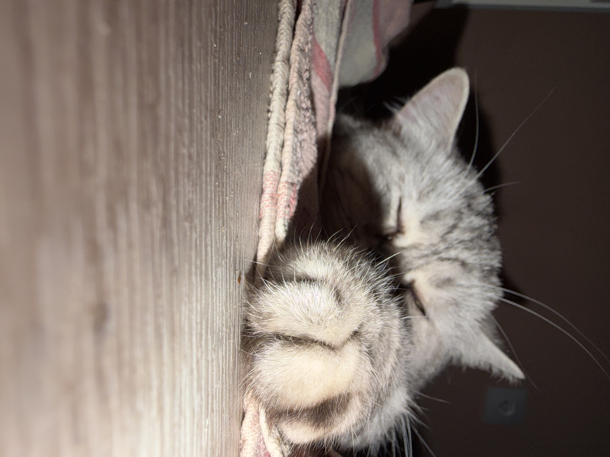 A close-up, portrait-oriented photograph captures a grey and white tabby cat resting in an indoor setting. The cat is partially obscured, peeking out from behind a piece of striped fabric, likely a towel or blanket, with visible red and white threads. This fabric is draped against a light brown wooden surface, which exhibits distinct vertical wood grain.
The cat's head is visible on the right side of the frame, with one ear distinctly upright and several long, white whiskers fanning out into the dark, undifferentiated background. Its eyes appear closed or nearly closed, suggesting it is either sleeping or in a state of deep relaxation. The cat's front paw is prominently featured in the foreground, resting on the striped fabric. The paw is fluffy, with grey and white fur, and the soft pads appear tucked underneath. The overall lighting is subdued, highlighting the textures of the cat's fur, the fabric, and the wood. No text is visible in the image.