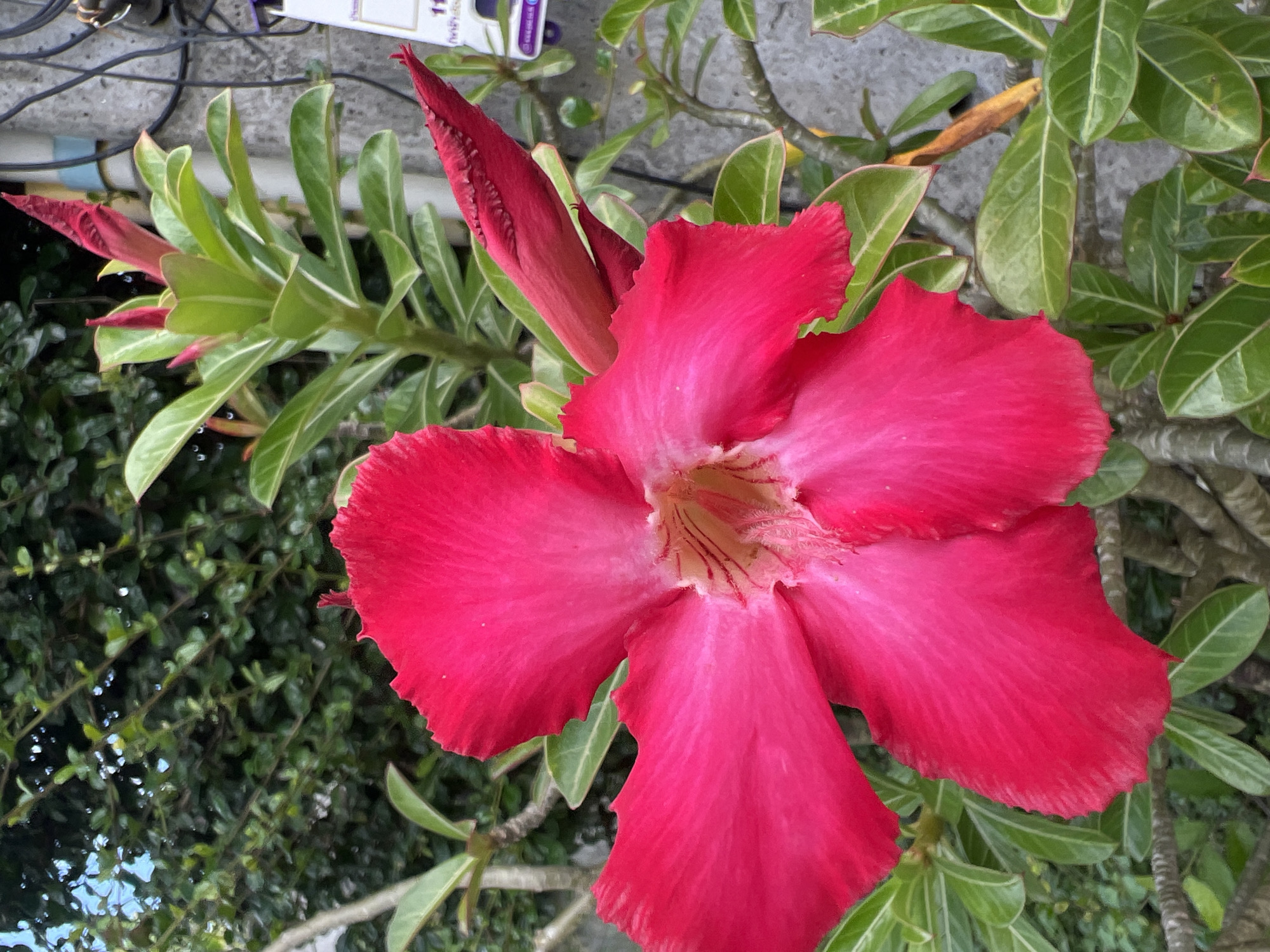 A close-up shot features a vibrant pink Adenium flower in full bloom, its five petals spread wide. The flower's center reveals delicate red veining and a fuzzy texture. To the right of the bloom, several unopened red buds are visible, nestled amongst glossy green leaves. The plant appears to be growing outdoors, with a blurred background of lush green foliage. In the upper right corner, a portion of a gray concrete pole with black wires and a small white sign with Thai writing is visible, suggesting an urban or semi-urban environment. The scene is likely located in Choeng Thale, Thailand, given the tropical appearance of the plant and the presence of Thai text.