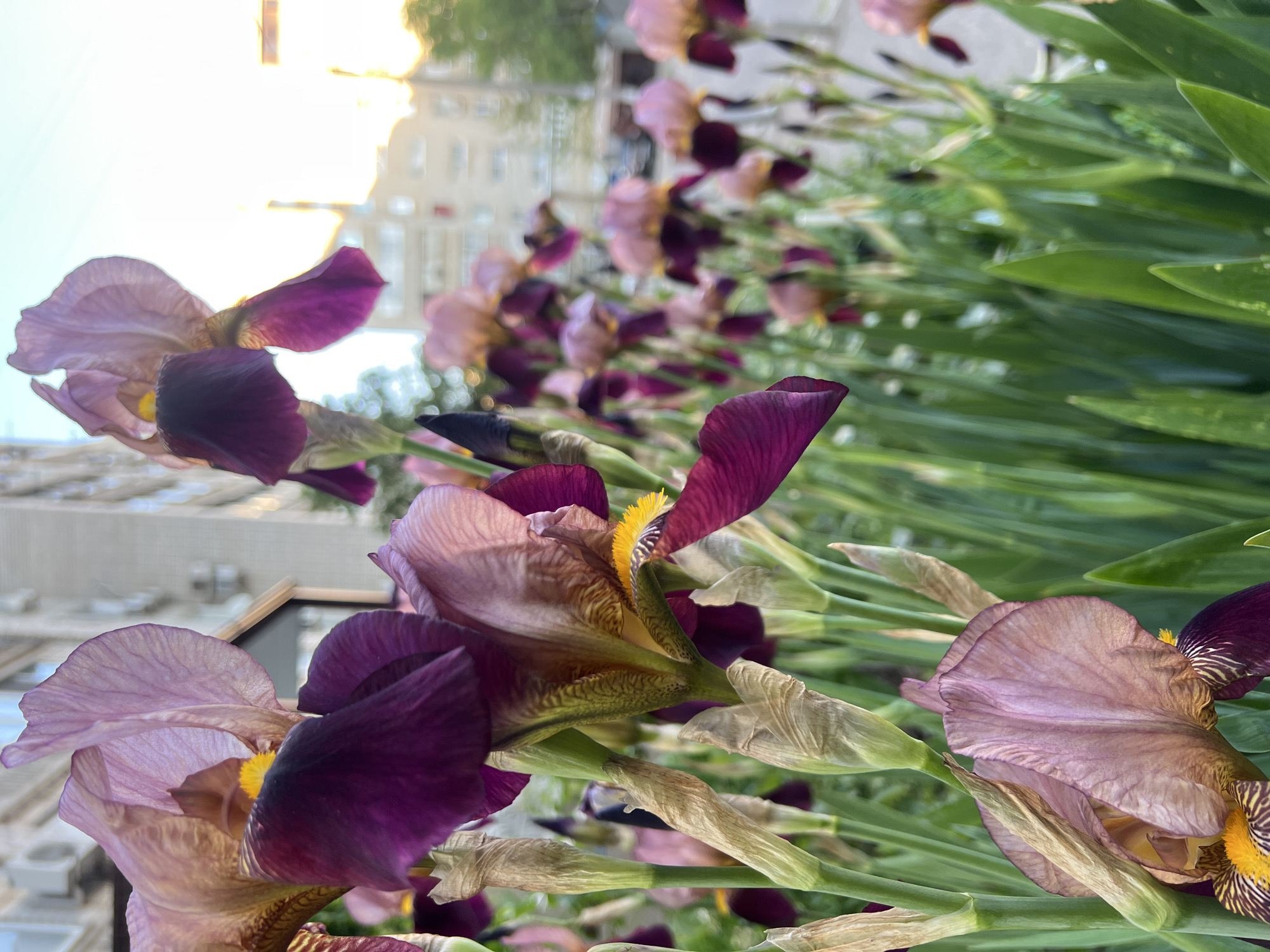 A close-up, angled shot shows a row of purple and lavender irises in bloom. The background features a building and a blurred cityscape. The location, Krasnodar, Russia, is not discernible within the image. The irises are the primary focus, exhibiting varied coloration and textural details. Green leaves provide a backdrop for the flowers.