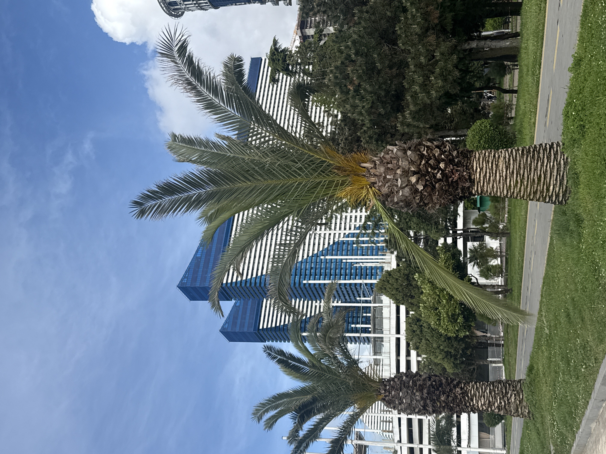 The image captures a scene in Batumi, Georgia, showcasing the city's blend of modern architecture and natural elements. In the foreground, a mature palm tree stands tall, its fronds extending outward, obscuring a portion of a nearby building. The tree's textured trunk and fronds contrast with the sleek lines of the modern building in the background, which features a white facade with blue accents.
A paved walkway stretches horizontally across the frame, flanked by patches of green grass and other trees. The sky, visible above the building and through the palm fronds, is a clear blue with scattered white clouds. The overall composition suggests a sunny day in a bustling urban environment, where nature and modern development coexist.