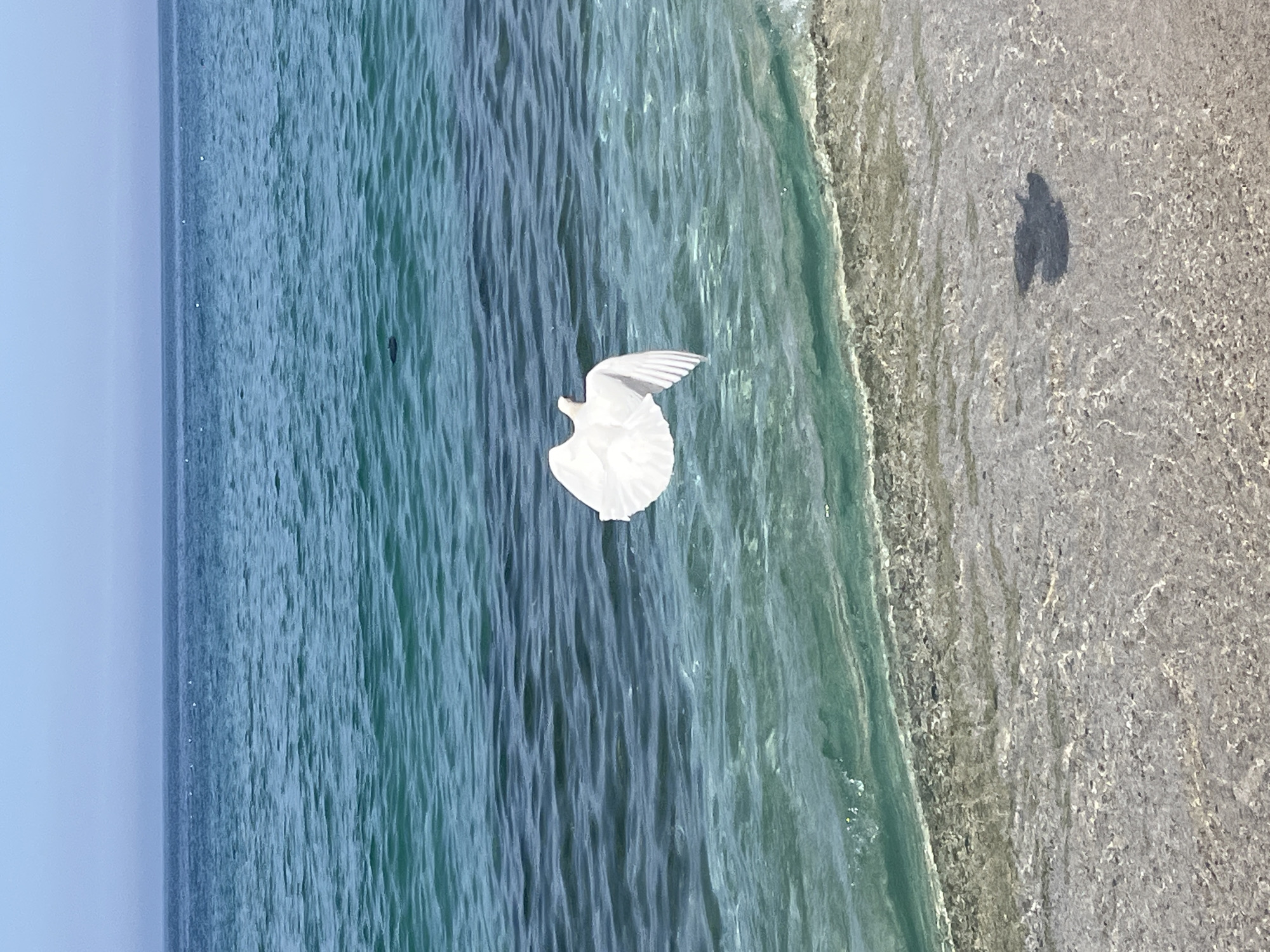 The image depicts a body of water, possibly the Mediterranean Sea, with a white bird in flight. The bird is centered in the frame, with its wings spread wide. The water transitions from a deep blue on the left to a lighter, more turquoise color closer to the shore on the right. The shoreline is visible on the right side, with a sandy or pebbly texture. A dark, indistinct shape, possibly a shadow or another object, is located on the shore. The sky is a pale blue or gray, suggesting a clear or slightly overcast day. The image may be from Alanya, Turkey, based on the general characteristics of the scene.