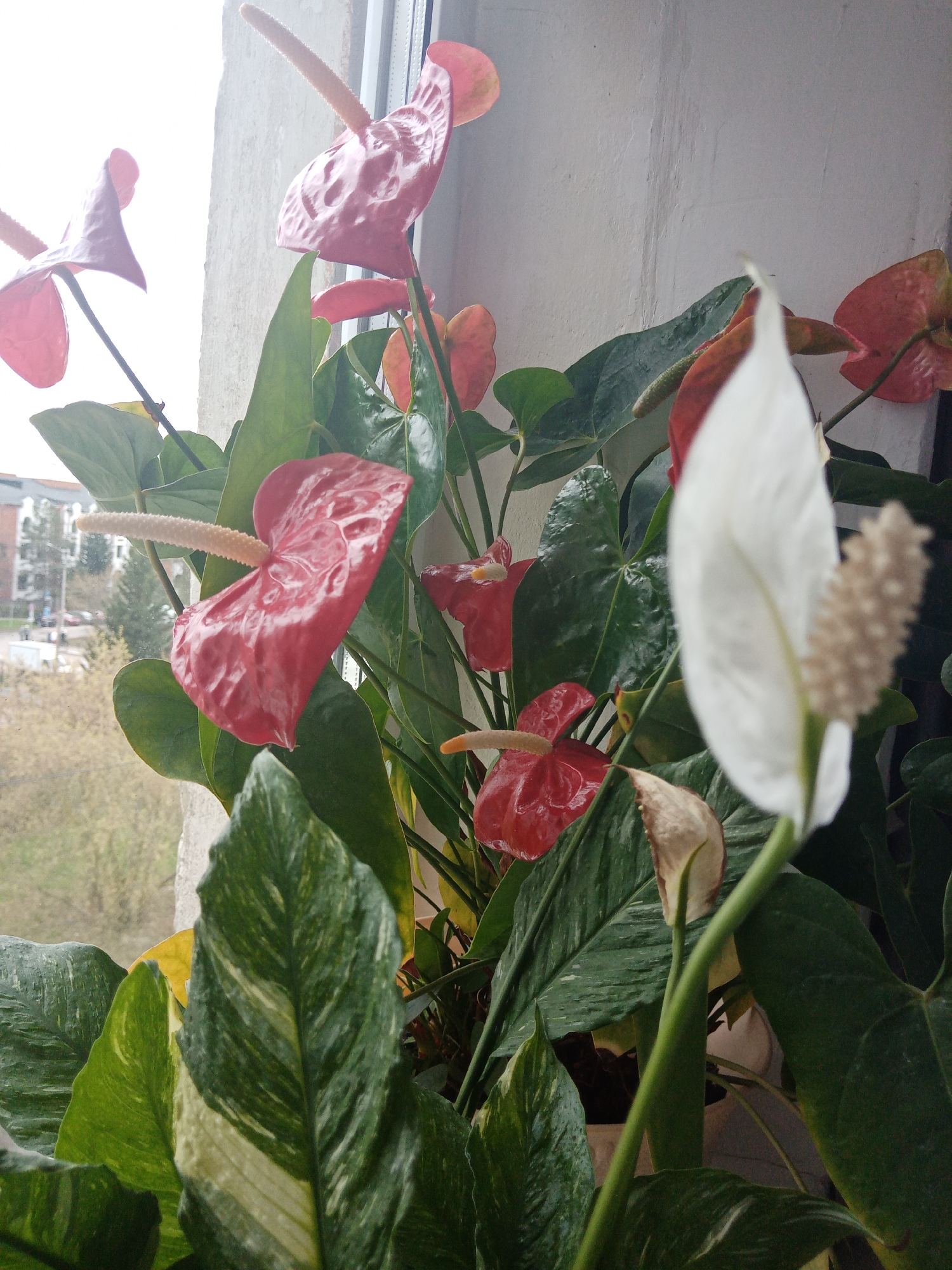 A close-up shot shows a cluster of anthurium plants with predominantly red spathes, some showing fading or color variation. A single, prominently placed white anthurium flower is also visible, slightly out of focus in the foreground. The plants are situated indoors, likely on a windowsill, as indicated by the natural light and the exterior view visible through the window. The outdoor scene shows a cityscape with buildings and trees, identifying the location as Elektrostal, Russia. The composition focuses on the vibrant colors and textures of the plant's flowers and leaves.